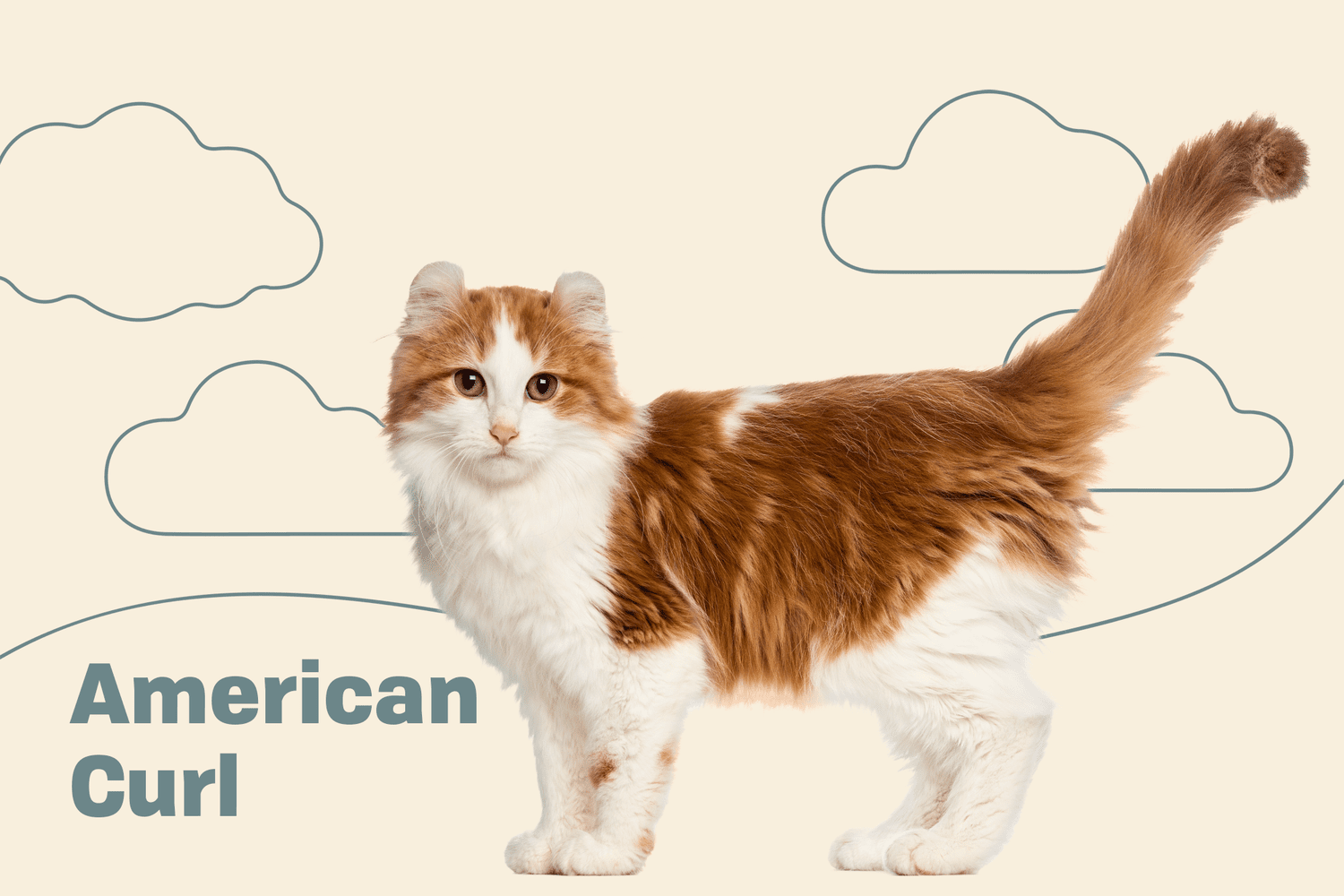 American curl cat