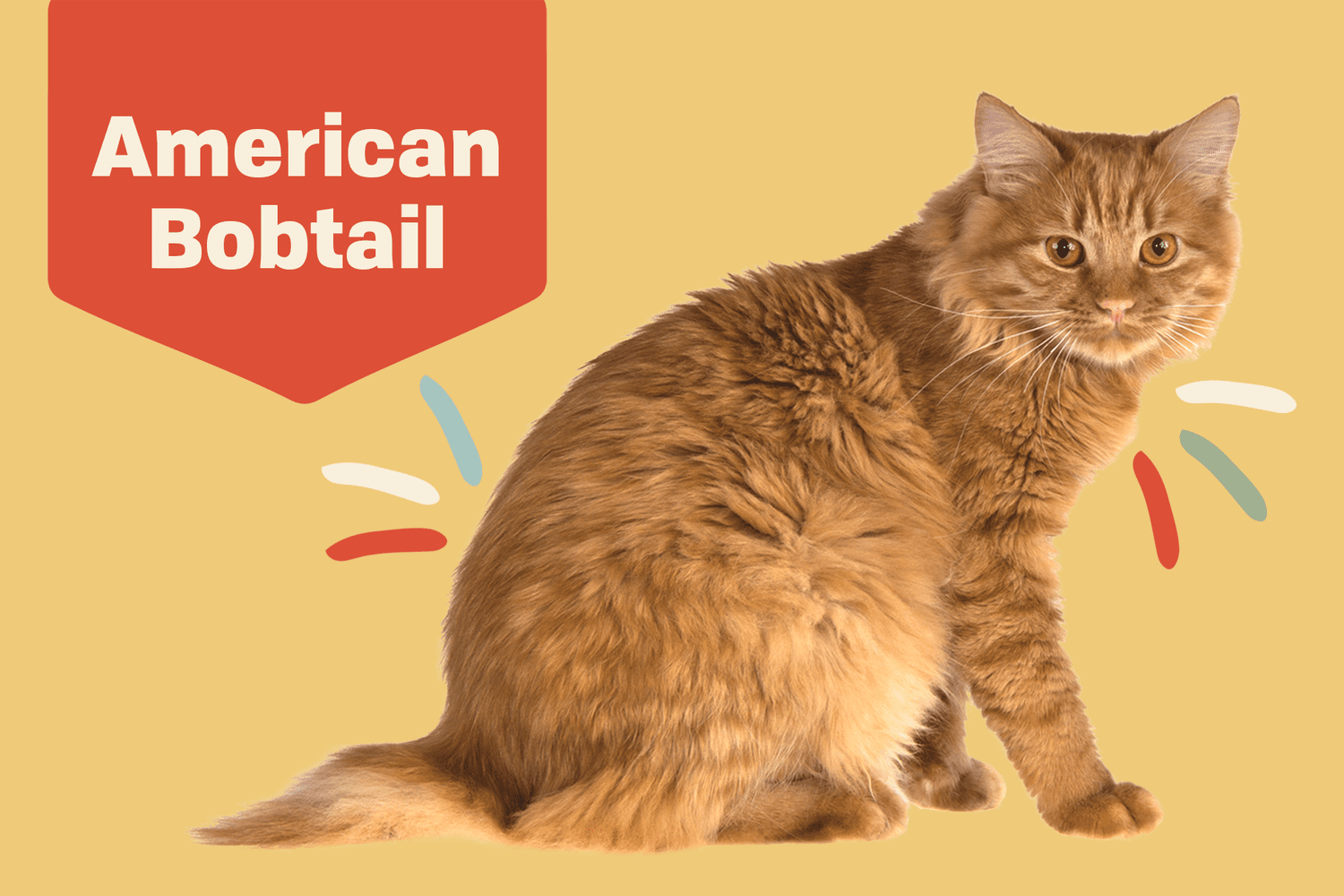 American Bobtail Cat Breed Information Characteristics Daily Paws