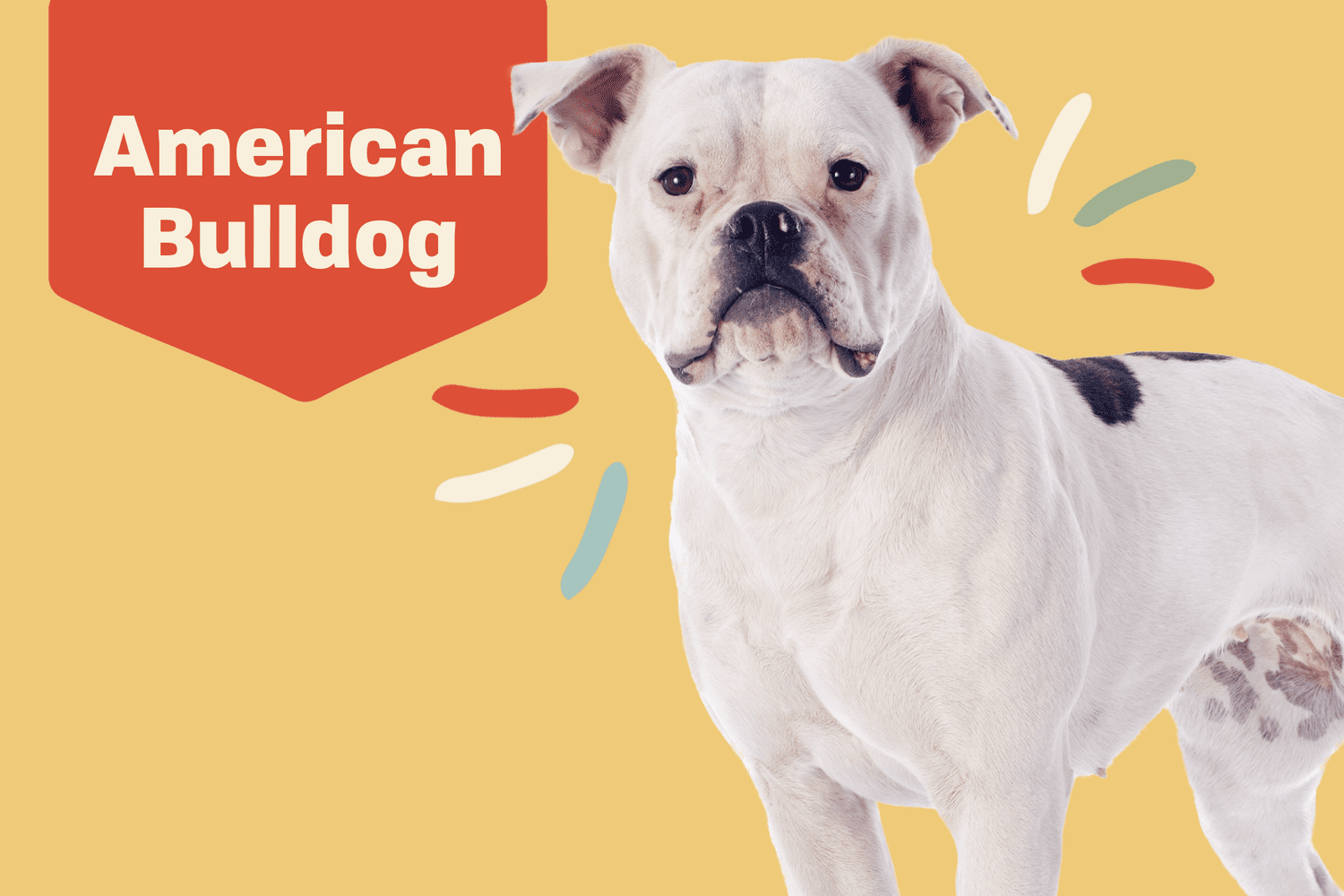 does the american bulldog love children