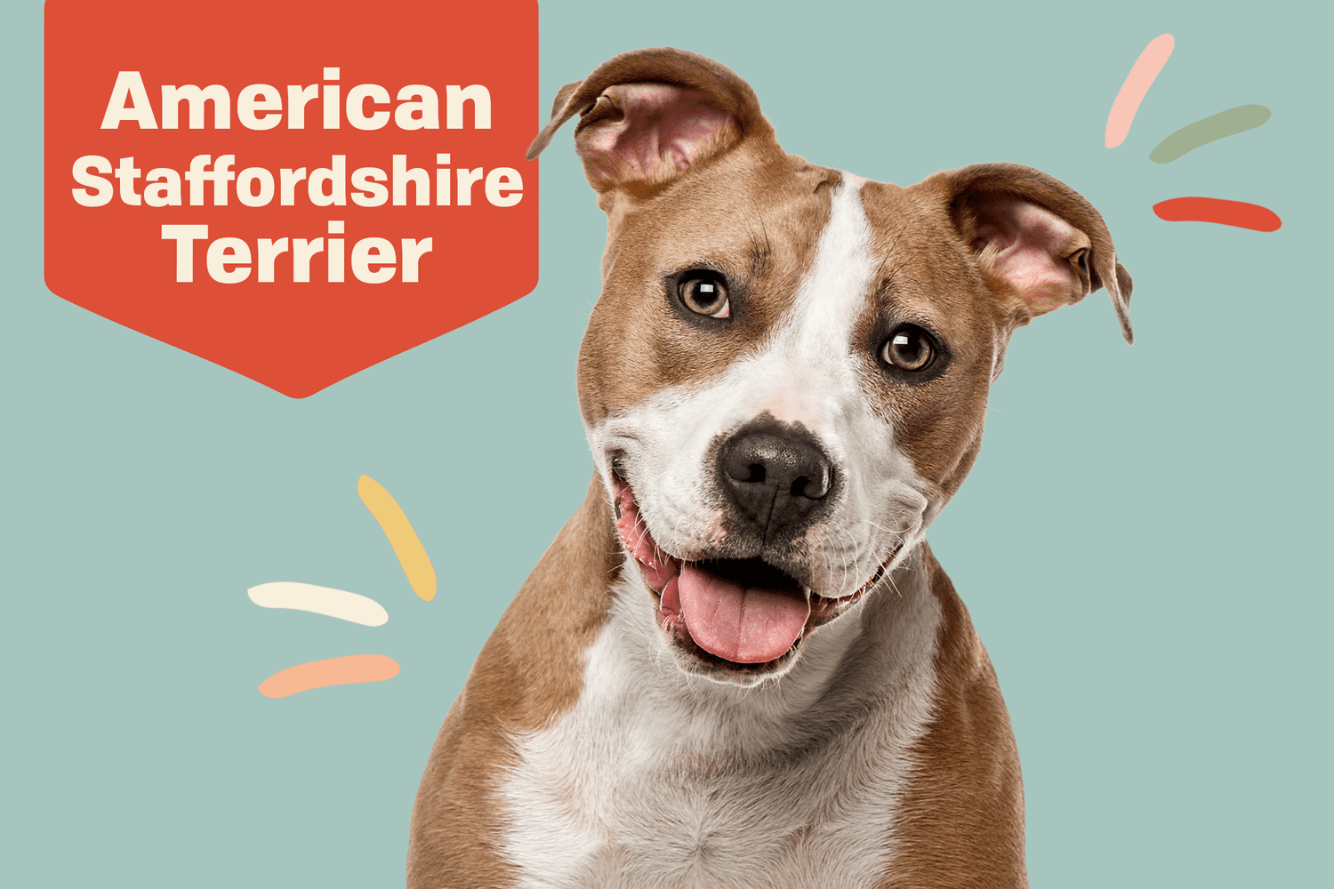 american staffordshire terrier kennels
