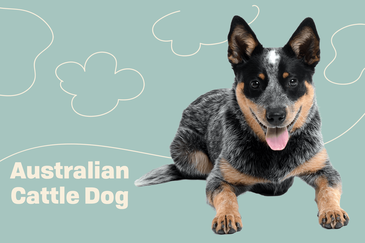Idő javítás Kavics australian cattle dog ütő szűkített abroncs