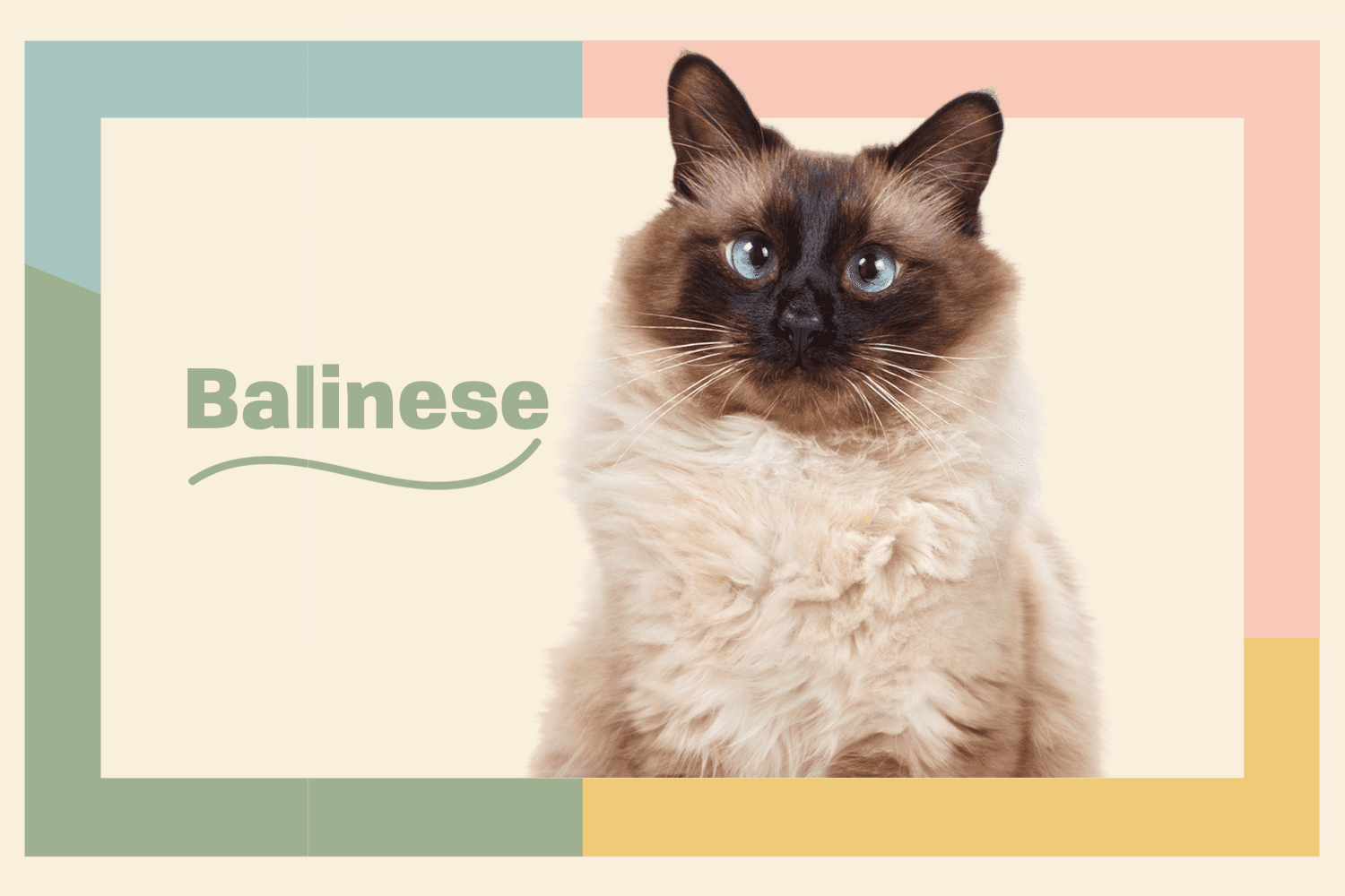 Balinese Long Haired Siamese Cat Breed Information Characteristics Daily Paws