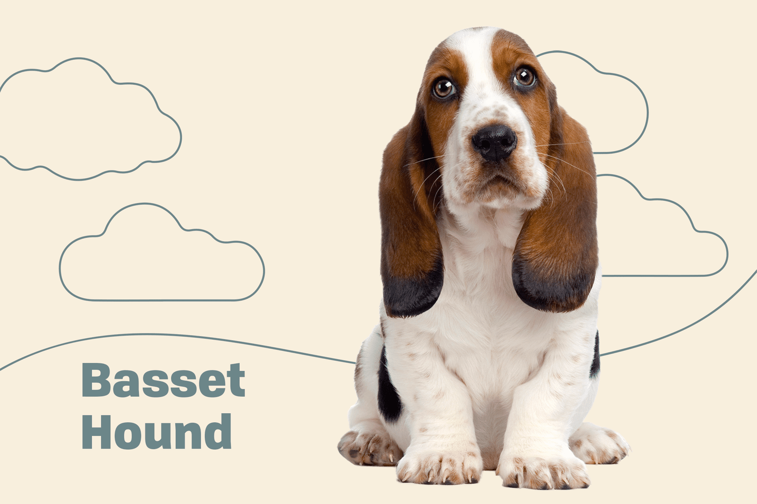 Basset Hound Dog Breed Information 