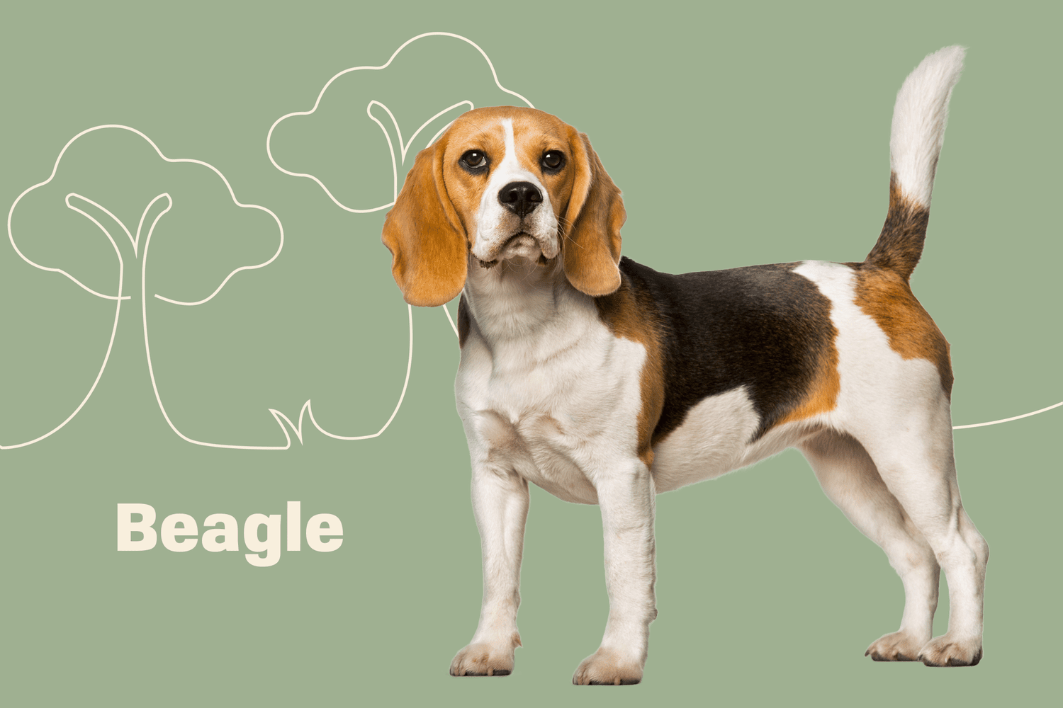 giant beagle breed