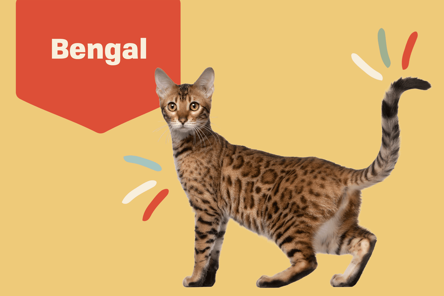 Bengal Cat Breed Information Characteristics Daily Paws