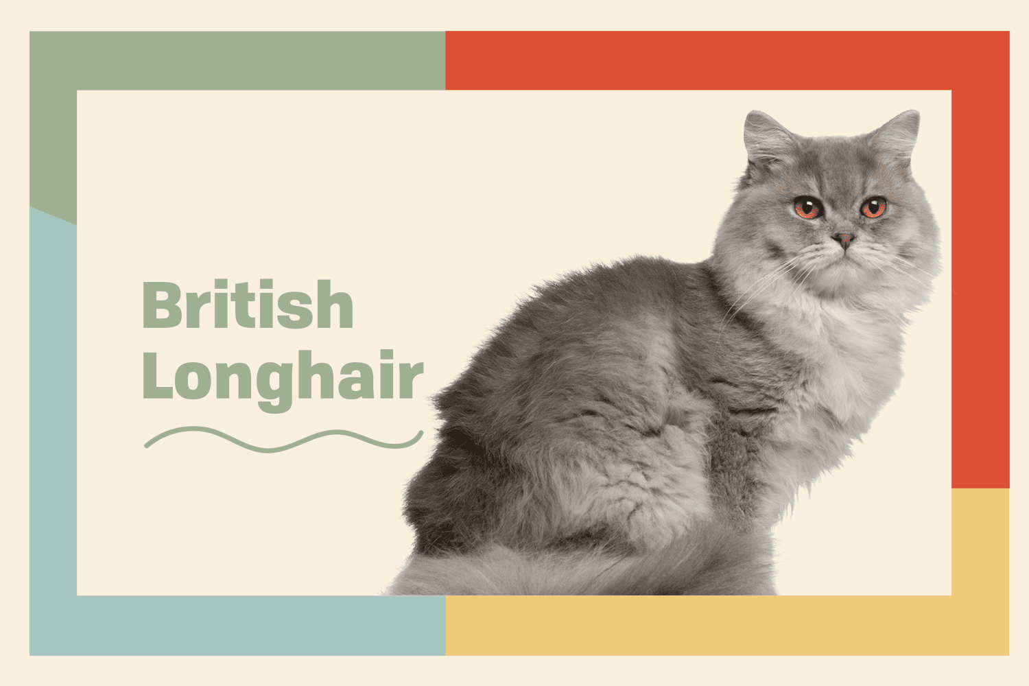 British Longhair Cat Breed Information Characteristics Daily Paws