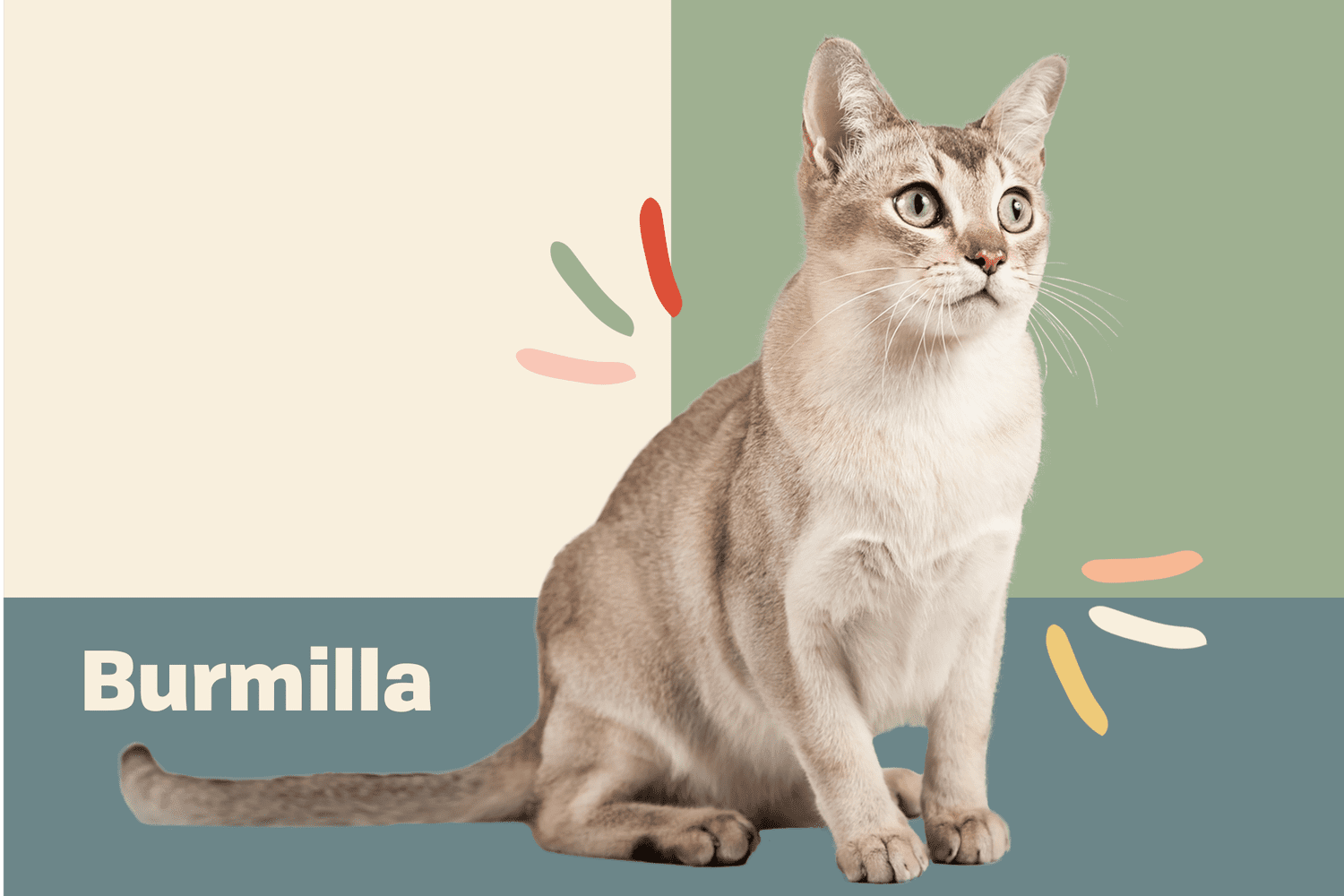 Burmilla Cat Breed Information Characteristics Daily Paws
