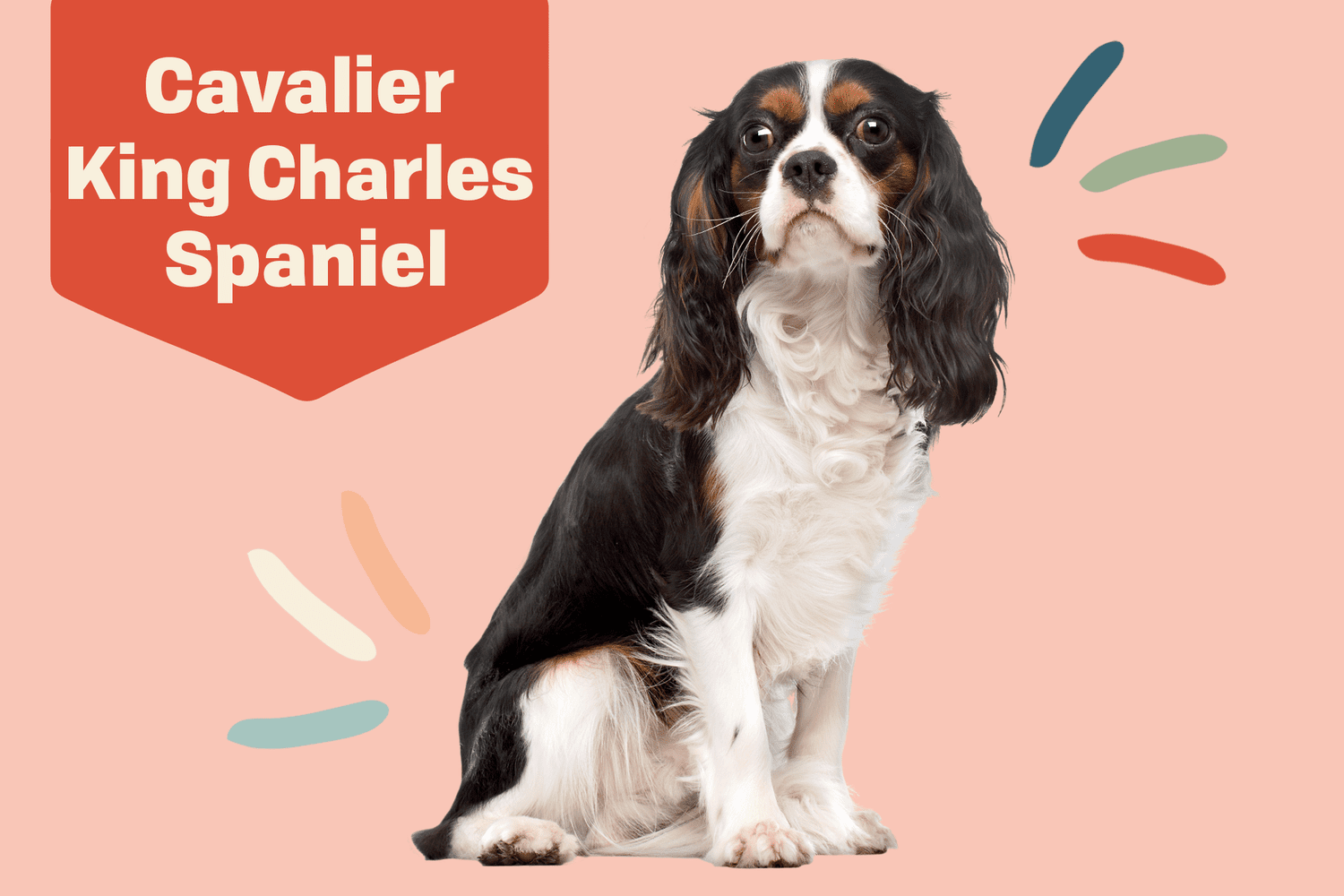 what should i feed my cavalier king charles puppy