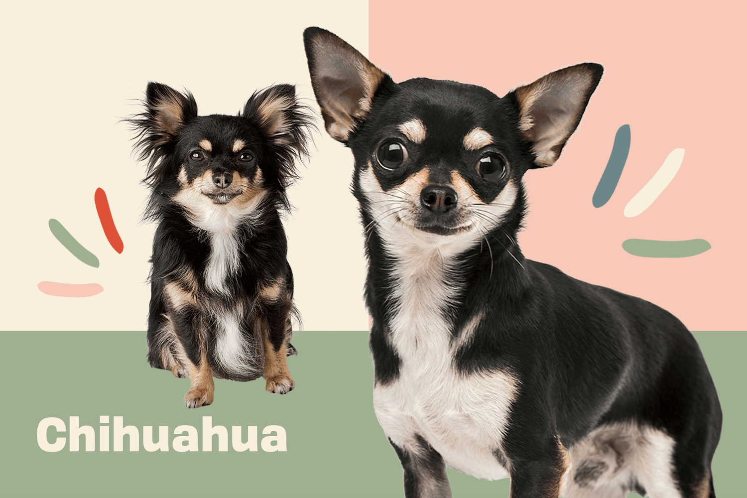 Chihuahua Information & Characteristics | Daily Paws
