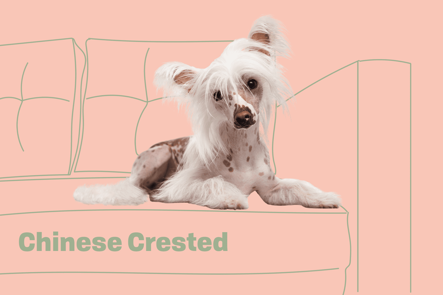 Chinese Crested Dog Breed Information Characteristics Daily Paws