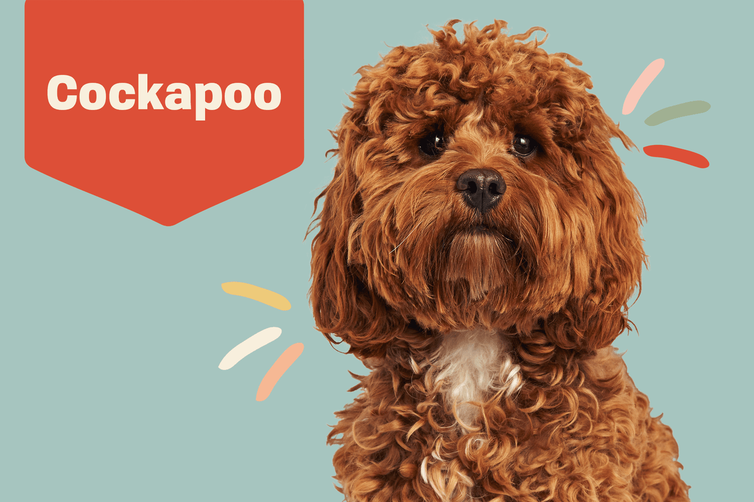 Download Cockapoo Dog Breed Information Characteristics Daily Paws