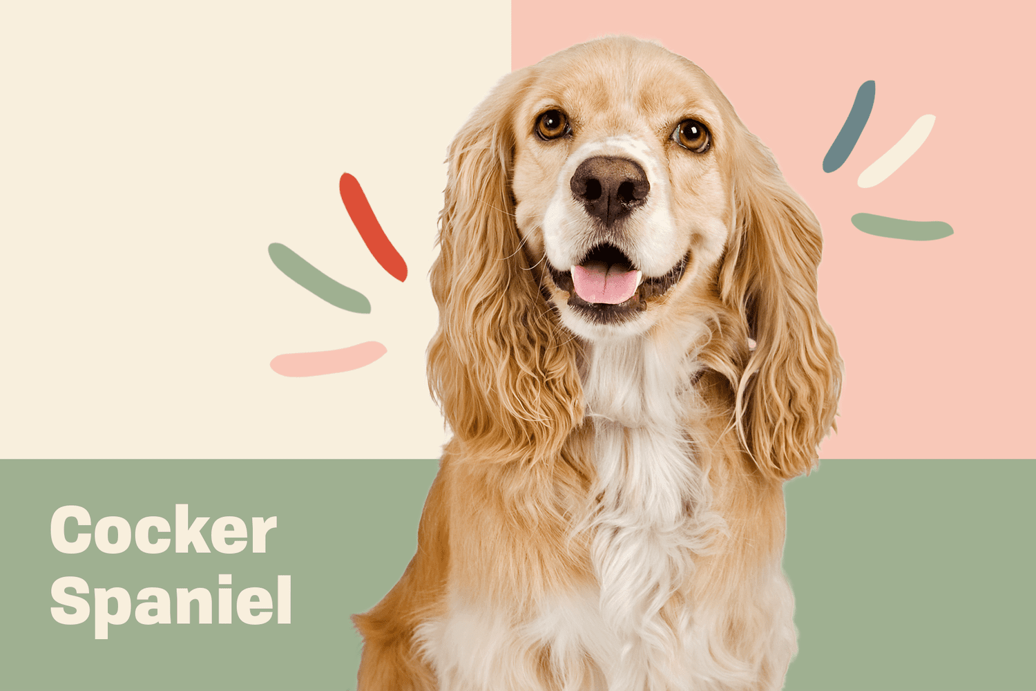 Cocker Spaniel Dog Breed Information & Characteristics | Daily Paws