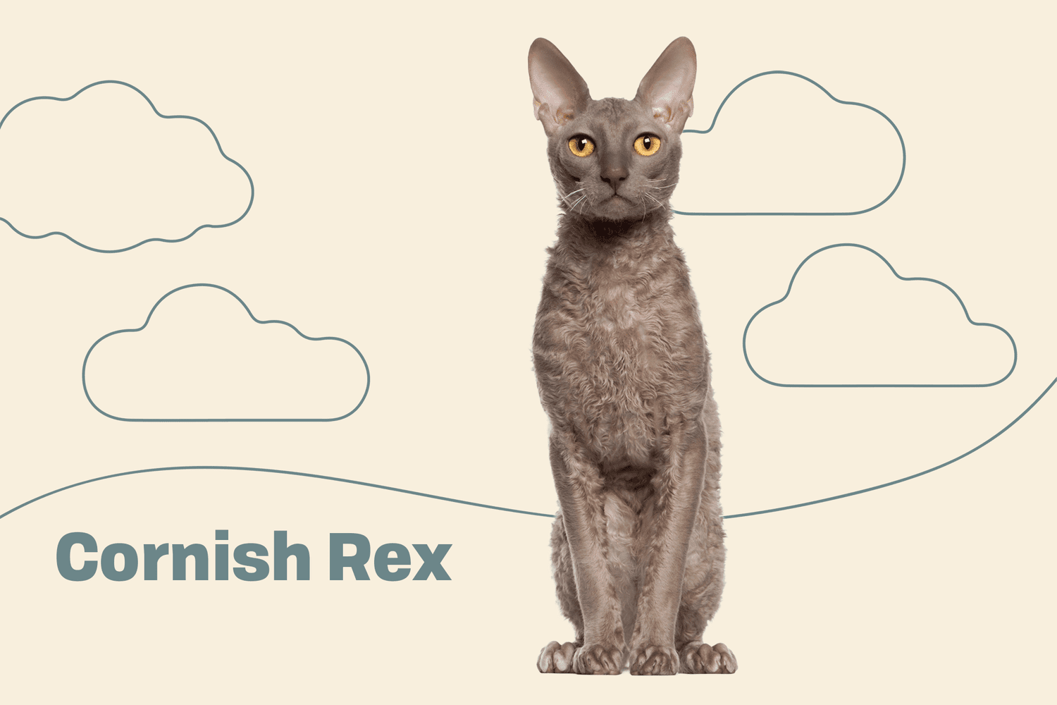 Cornish Rex Cat Breed Information Characteristics Daily Paws
