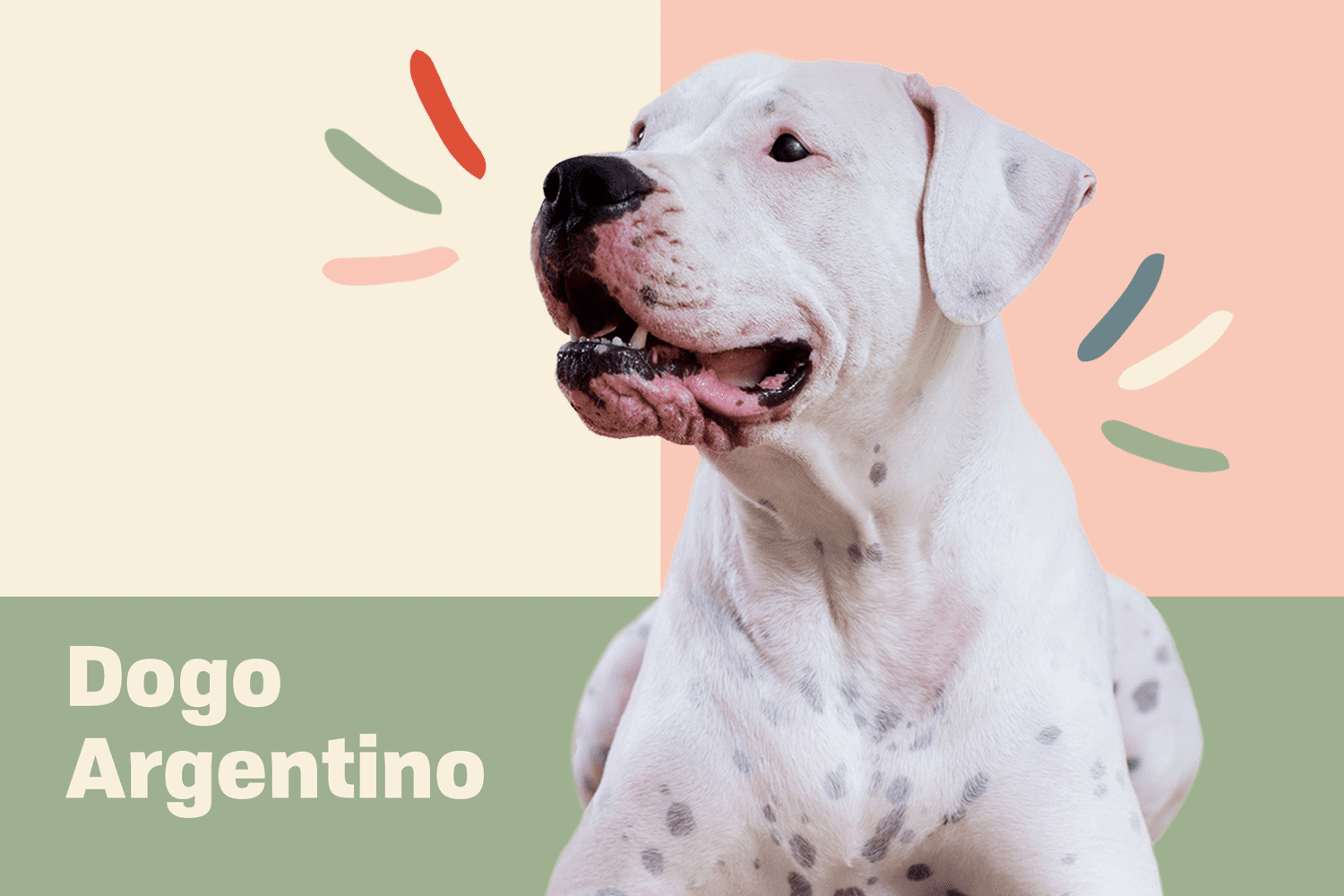 are dogo argentinos good dogs