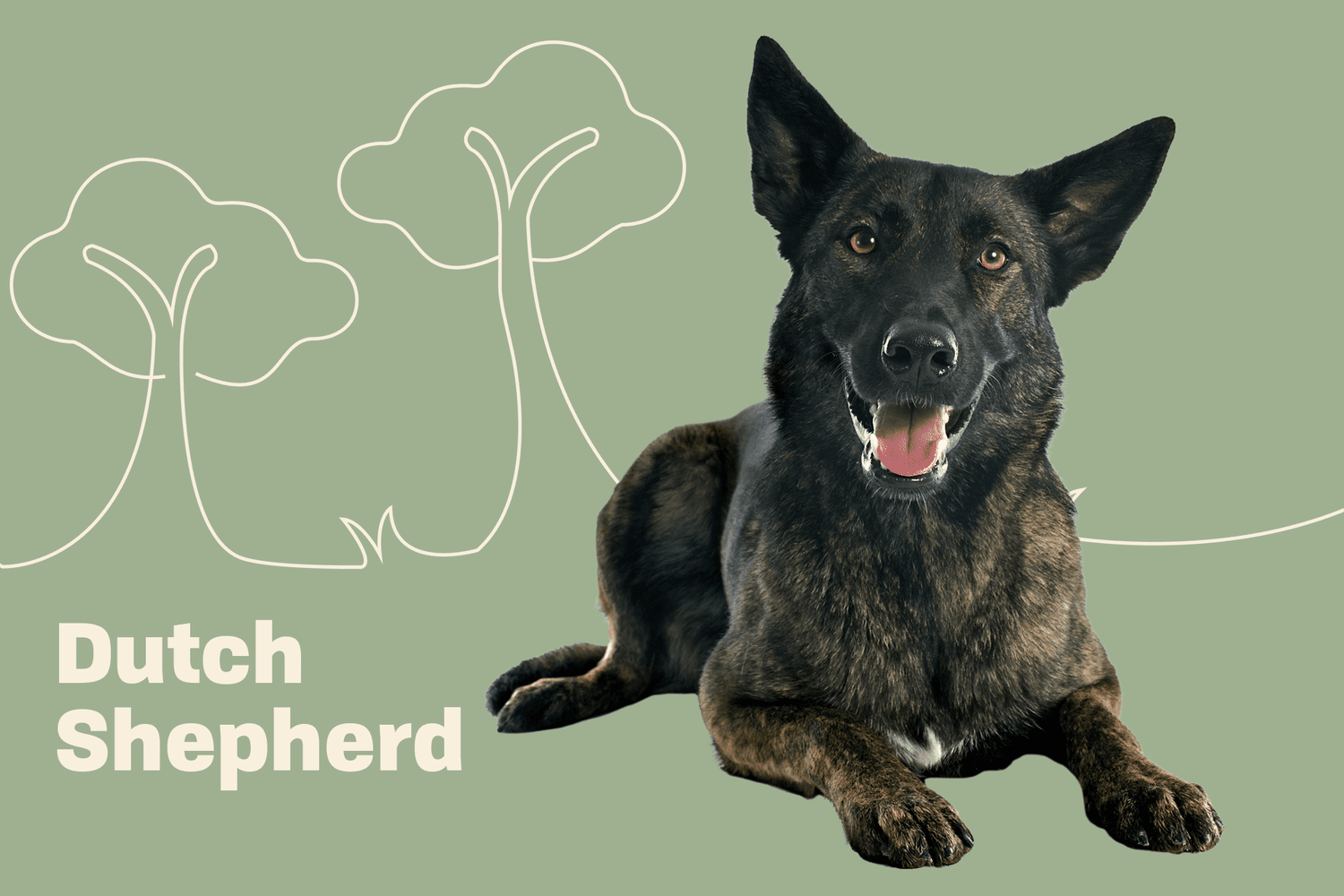 Dutch Shepherd Dog Breed Information Characteristics Daily Paws