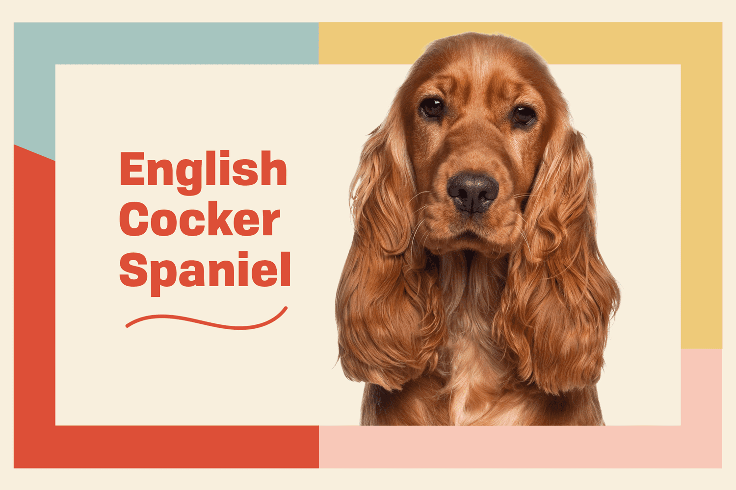 the english cocker spaniel