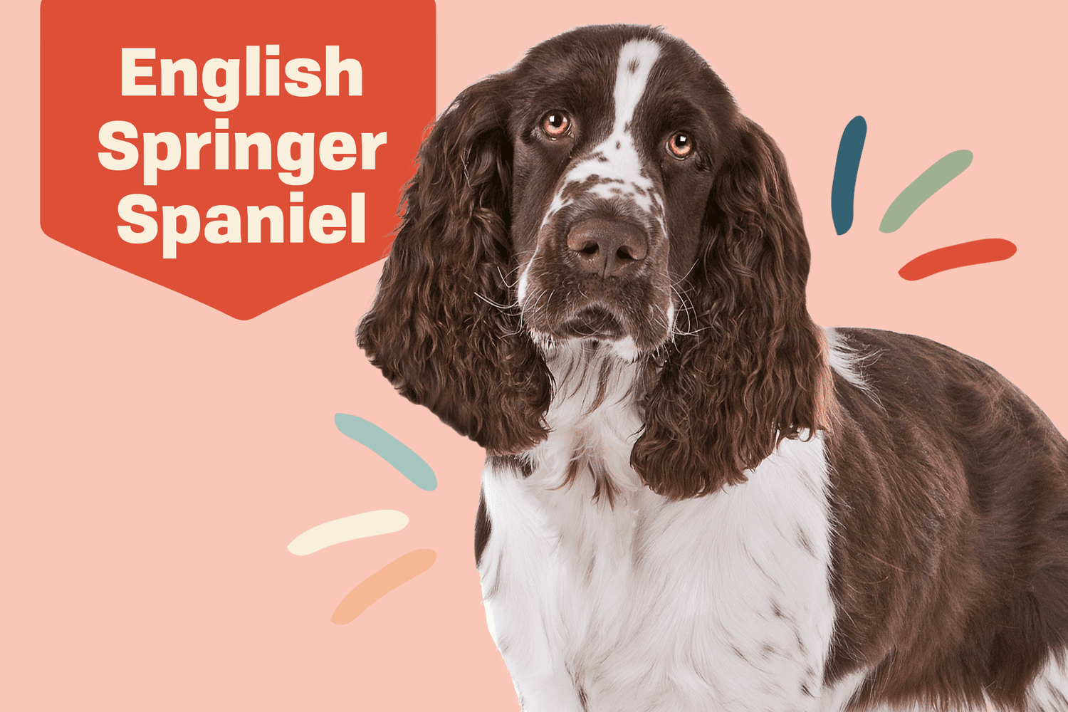 English Springer Spaniel Dog Breed Information & Characteristics | Daily  Paws