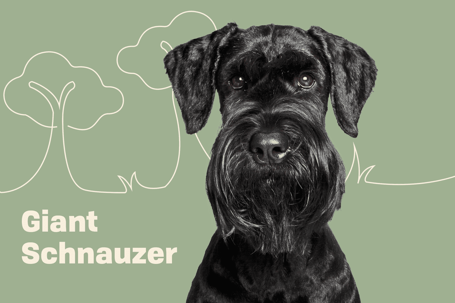 Schnauzer gifts and a Schnauzer - salt and pepper Schnauzer All you need is love