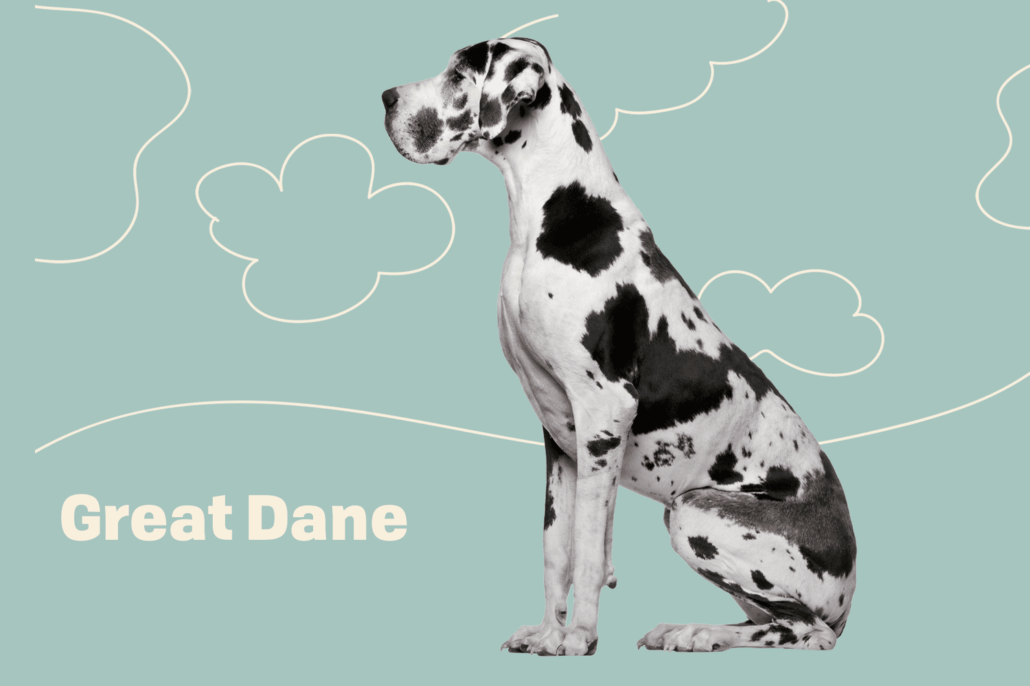 Great Dane Dog Breed Information & Characteristics | Daily Paws