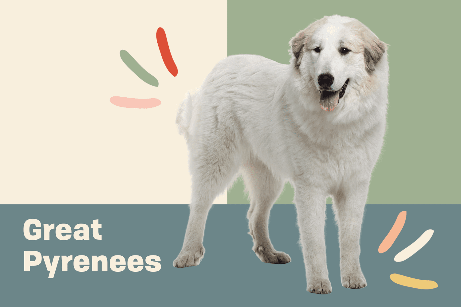 Great Pyrenees Dog Breed Information & Characteristics | Daily Paws
