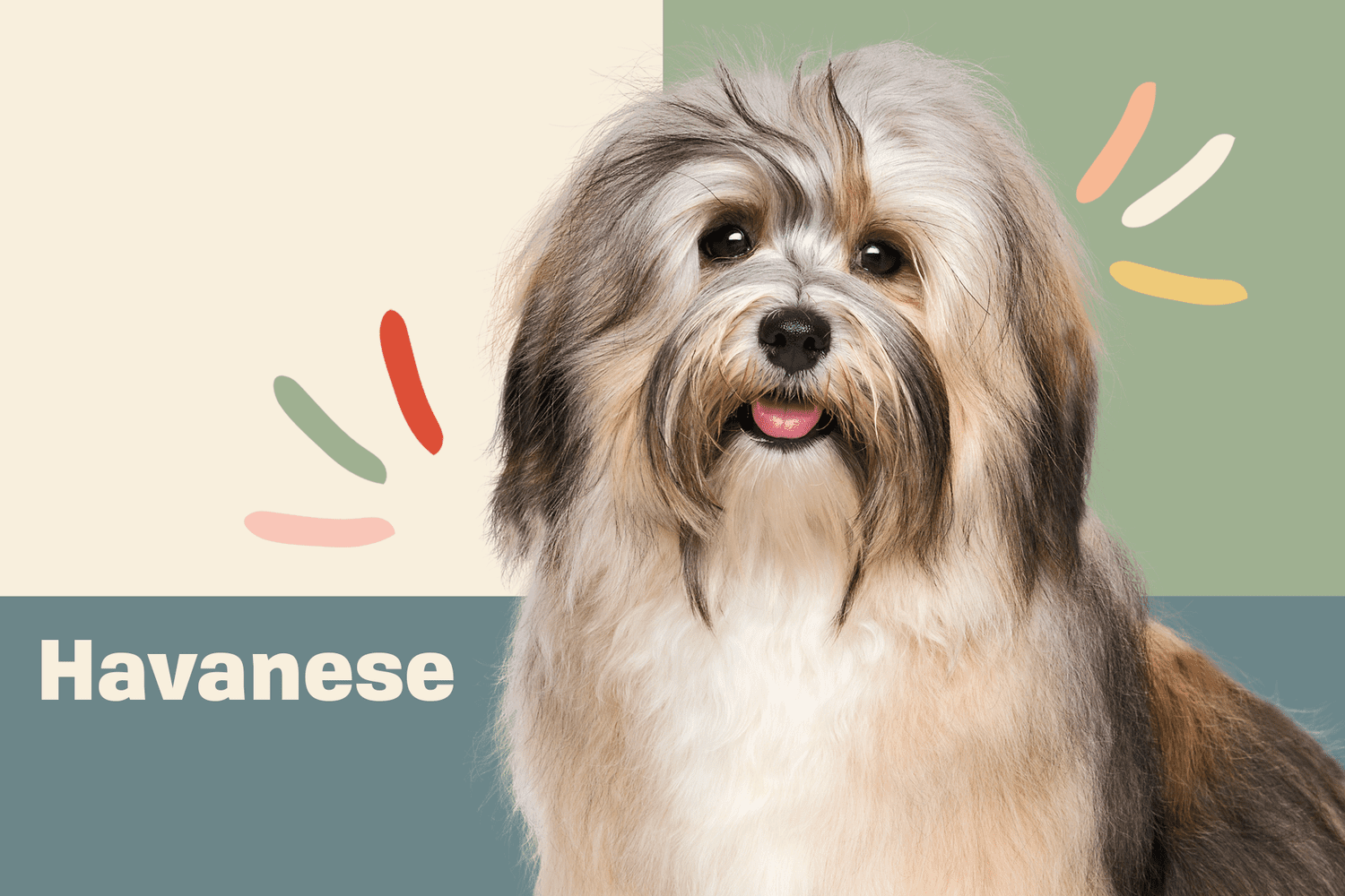 Havanese Dog Breed Information & Characteristics | Daily Paws