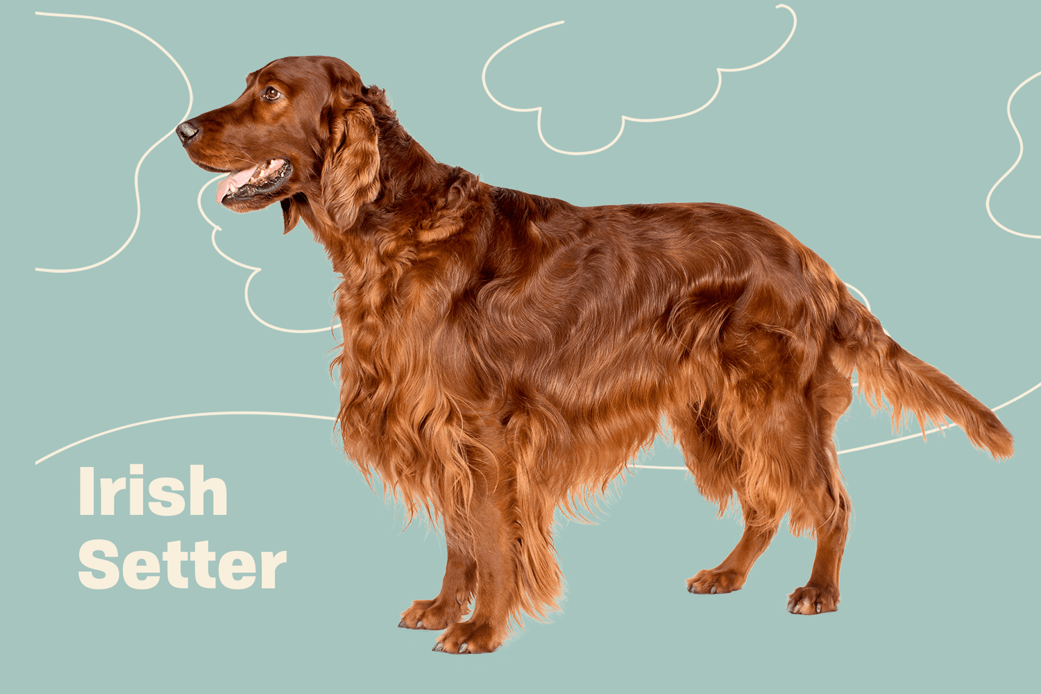 Nødvendig Du bliver bedre Hjelm Irish Setter (Red Setter) Dog Breed Information & Characteristics | Daily  Paws