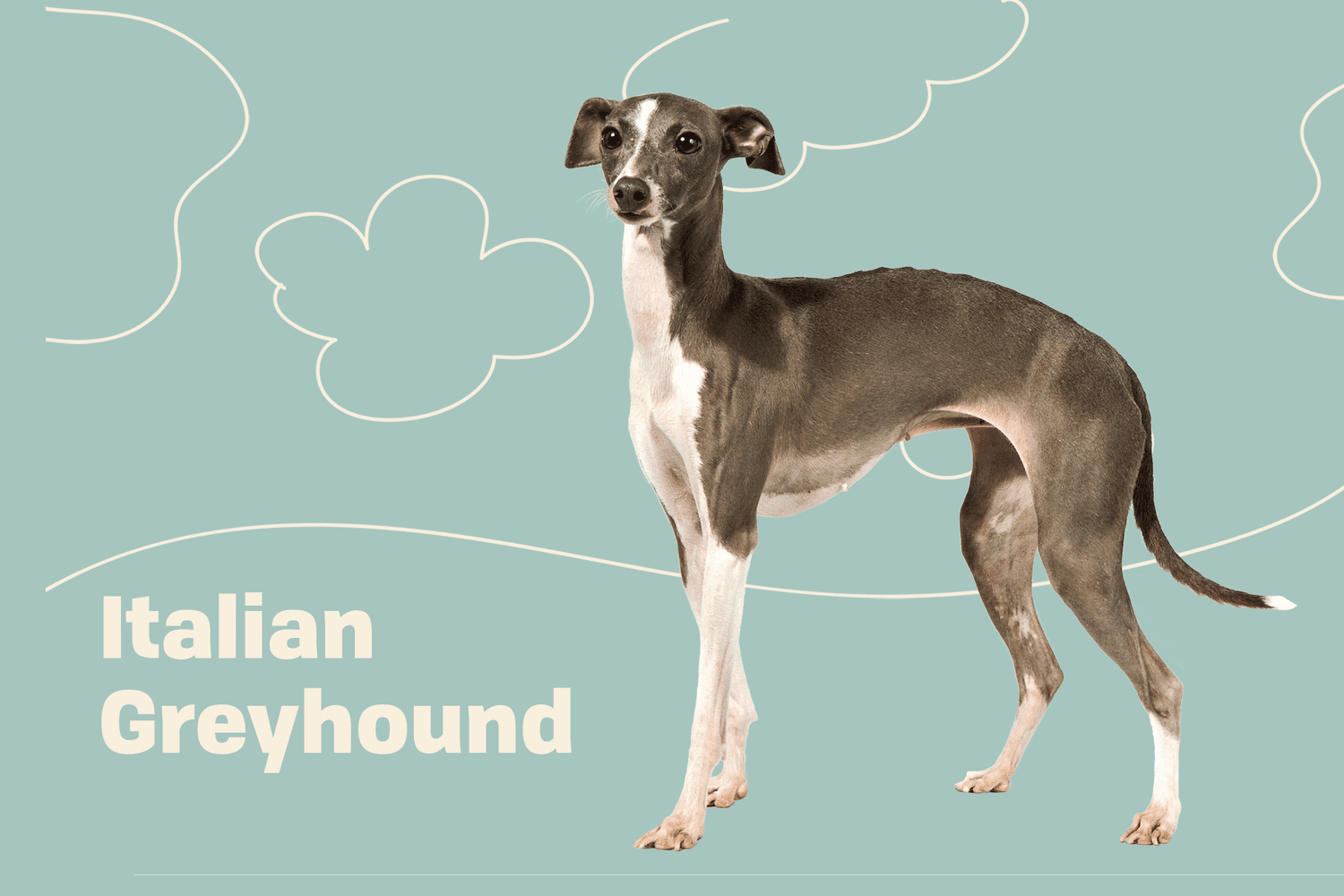italian greyhound breed