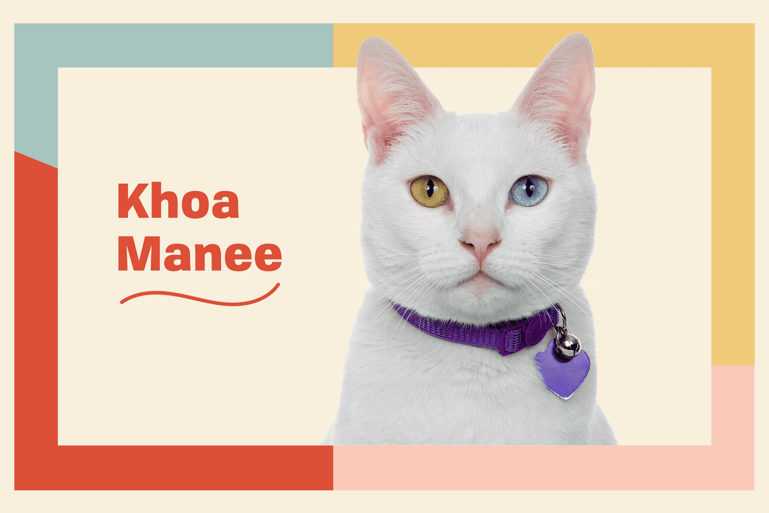 Khao Manee Khao Plort Cat Breed Information Characteristics Daily Paws