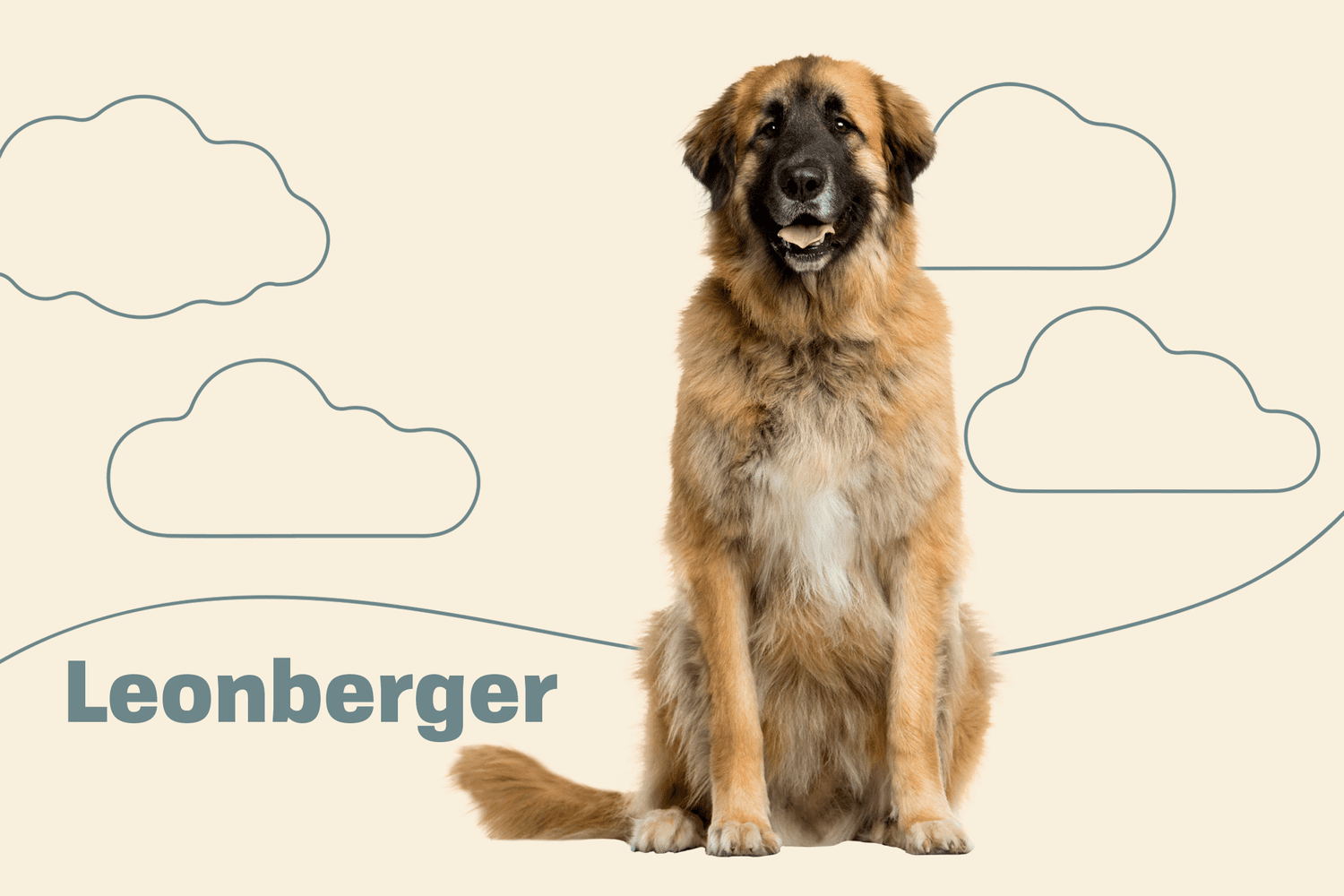 leonberger dog cost