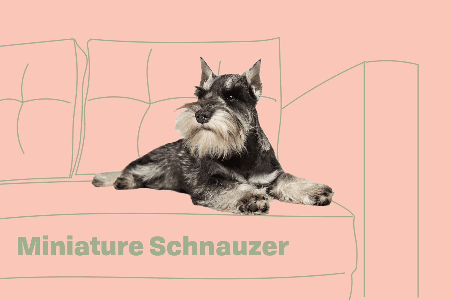 miniature schnauzer dog breeds