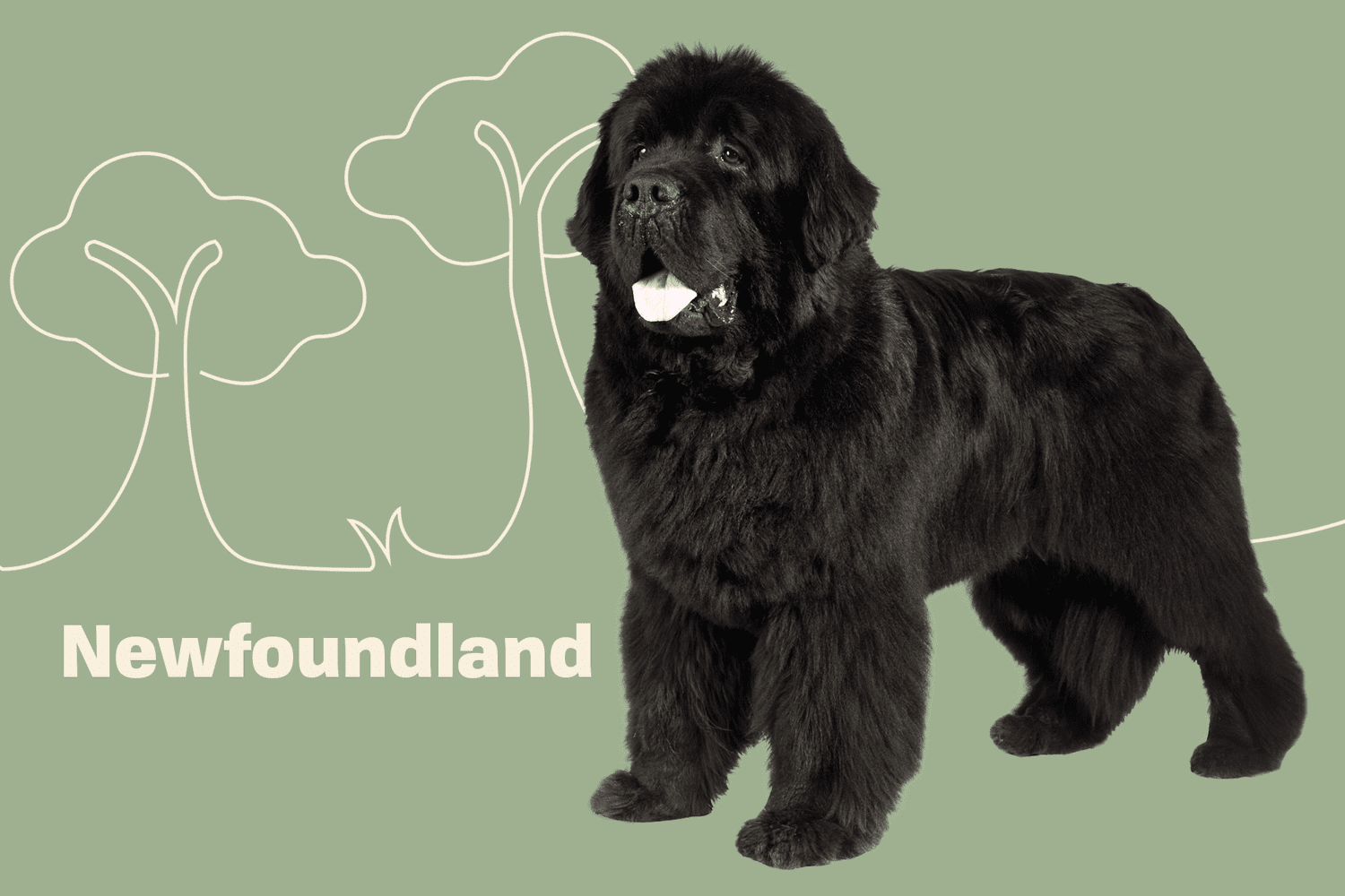 are newfoundlands good hiking dogs