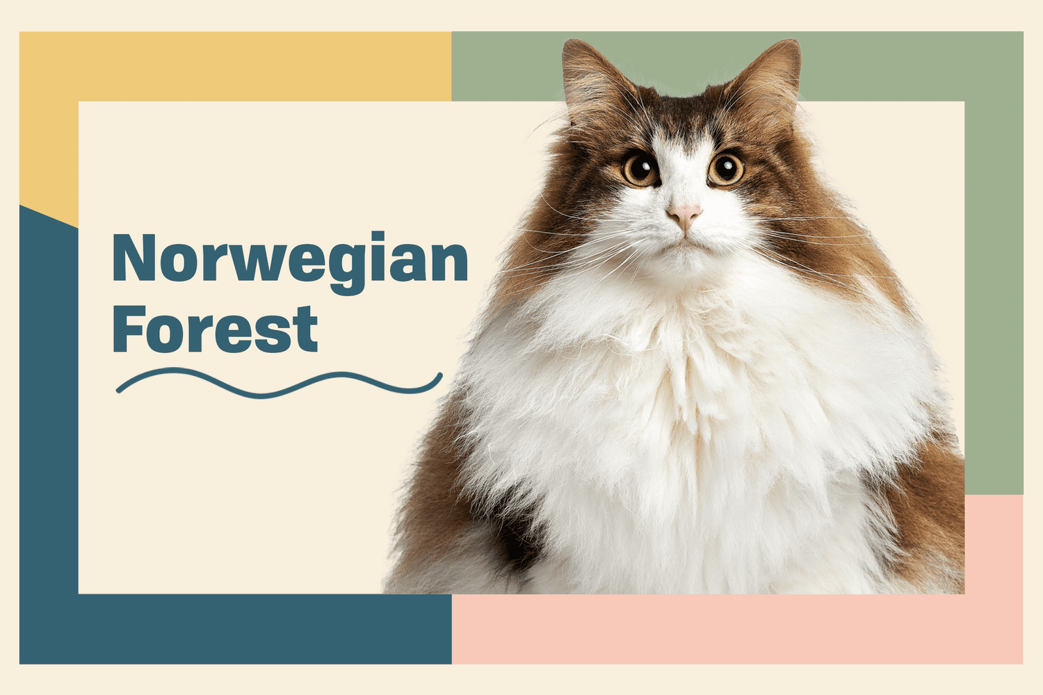 Norwegian Forest Cat Breed Information & Characteristics   Daily Paws
