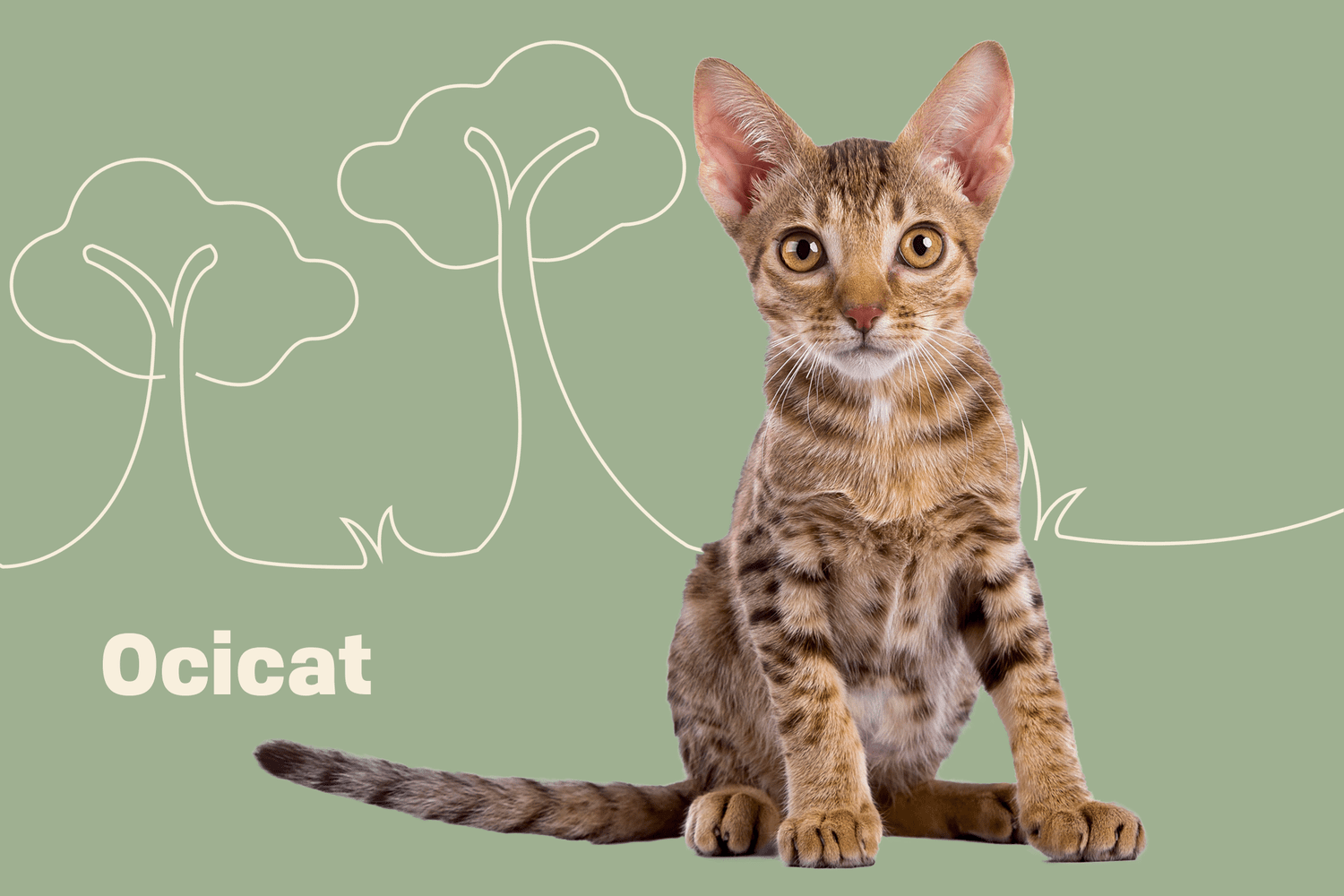 Ocicat Cat Breed Information & Characteristics | Daily Paws