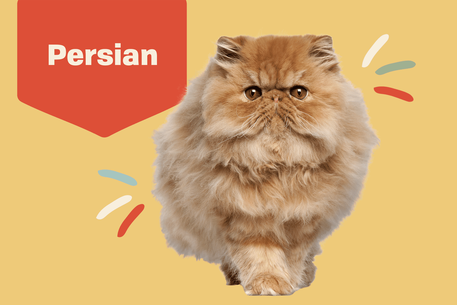 Persian Cat Breed Information Characteristics Daily Paws