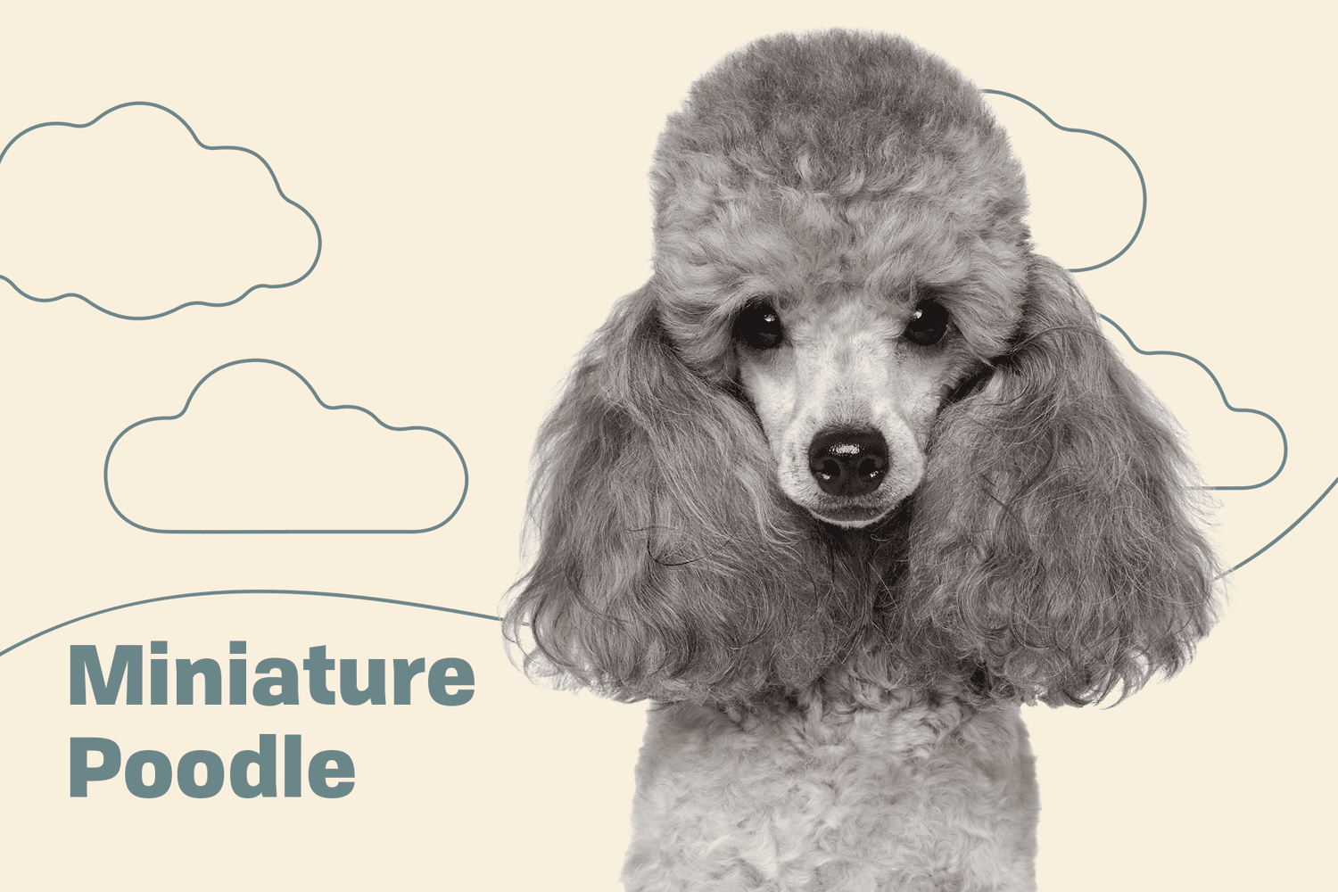 Poodle Miniature Dog Breed Information Characteristics Daily Paws