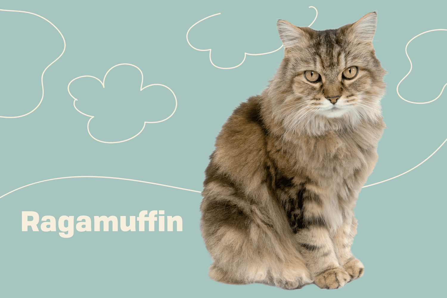 Cat ragamuffin RagaMuffin