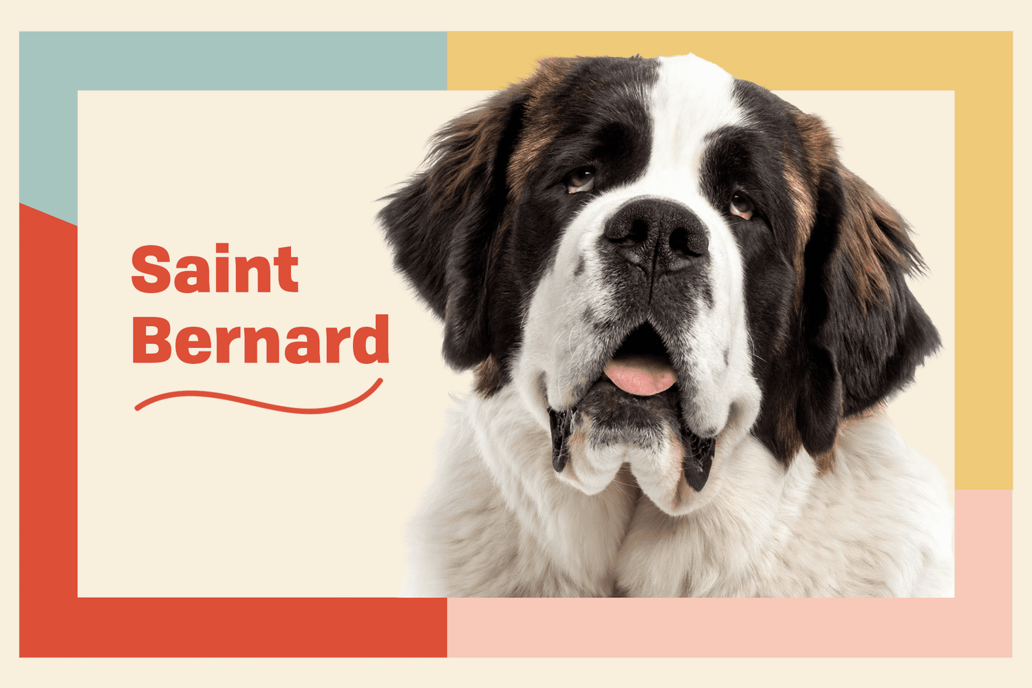 how much do st bernard puppies cost