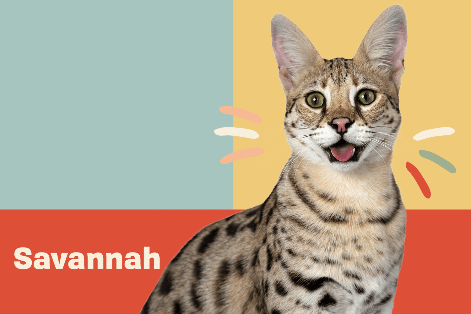 Savannah Cat Breed Information Characteristics Daily Paws