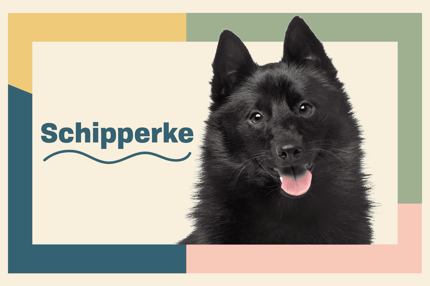 are skipperkes mean dogs