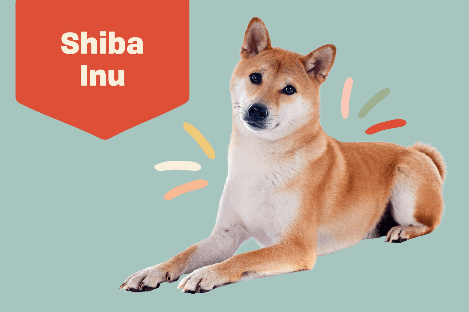 Shiba Inu Dog Breed Information & Characteristics | Daily Paws