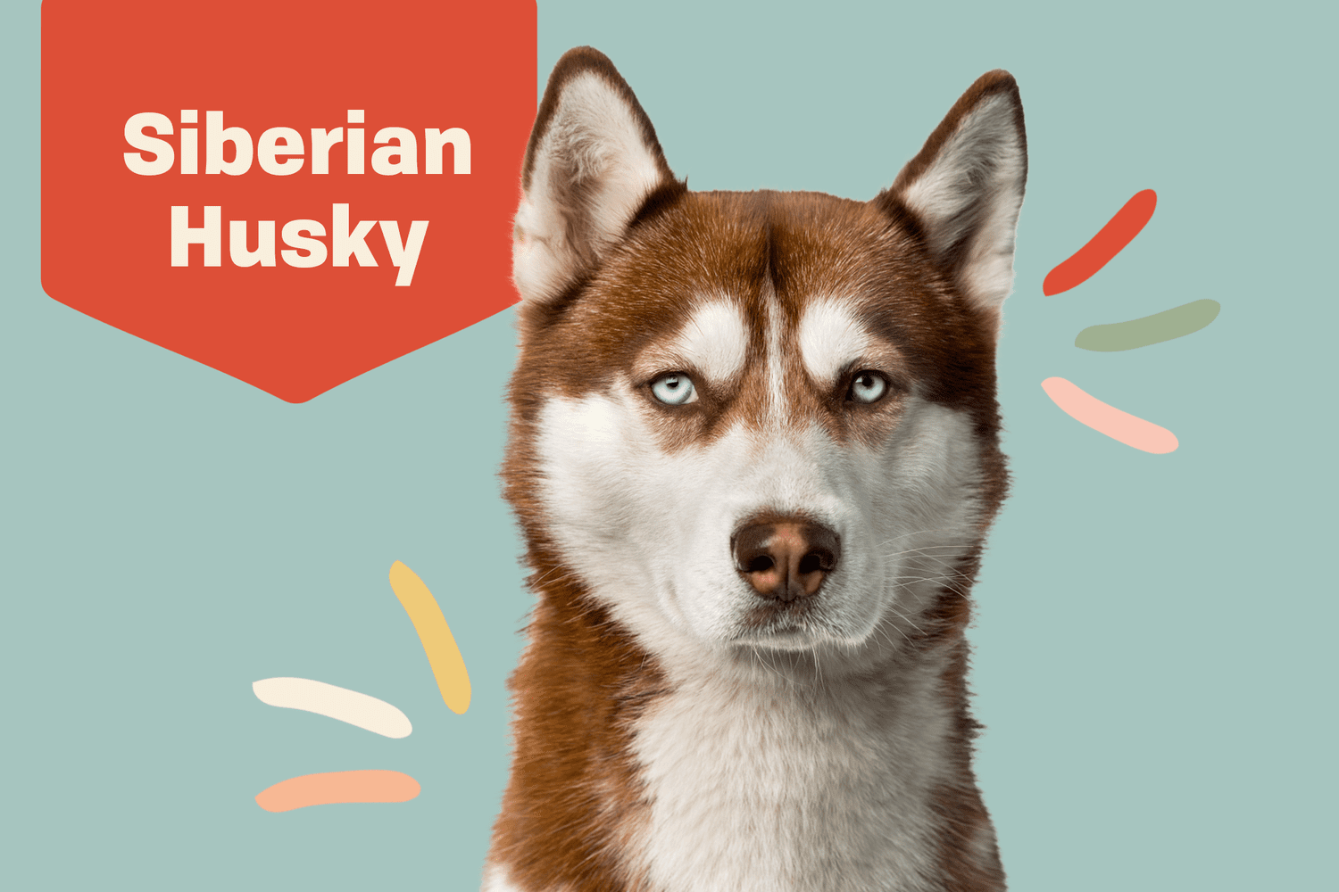 Siberian Husky Dog Breed Information Characteristics Daily Paws