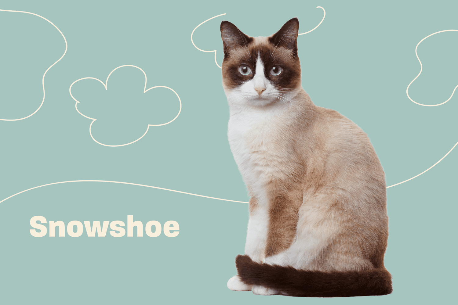 Snowshoe Cat Breed Information Characteristics Daily Paws