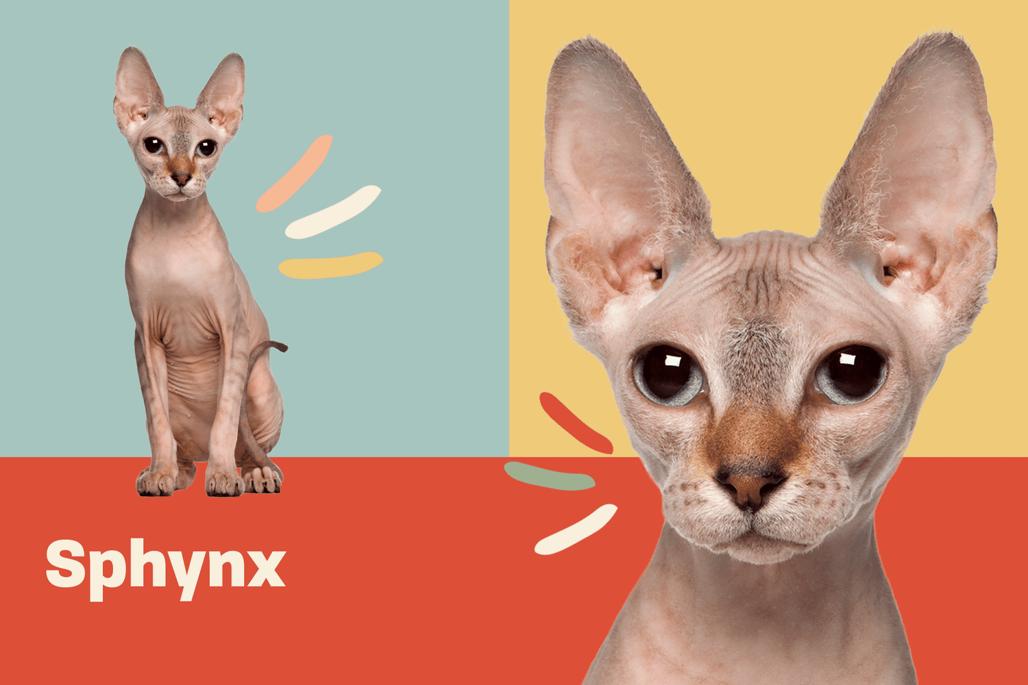 Sphynx Cat Breed Information Characteristics Daily Paws