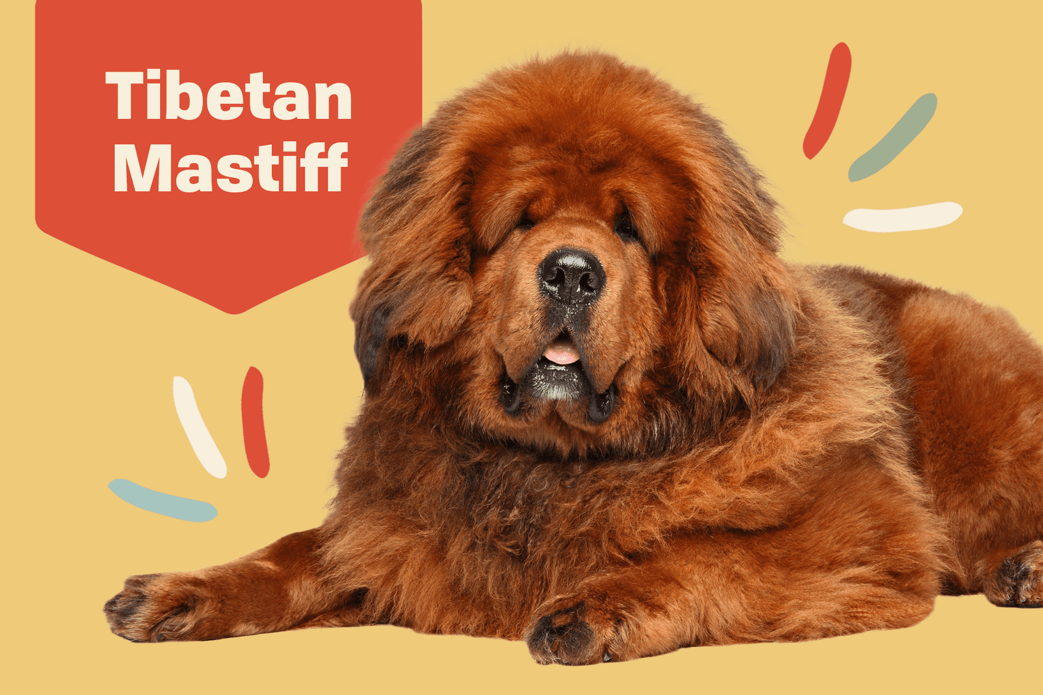 Tibetan Mastiff Dog Breed Information Characteristics Daily Paws