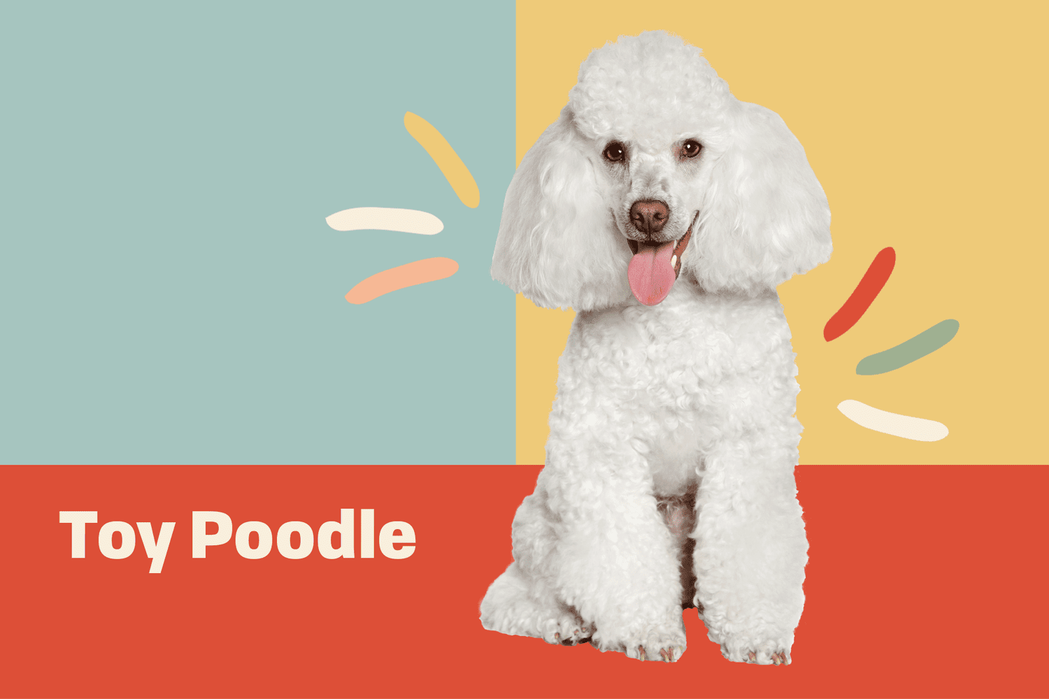 Toy Poodle Dog Breed Information & | Paws