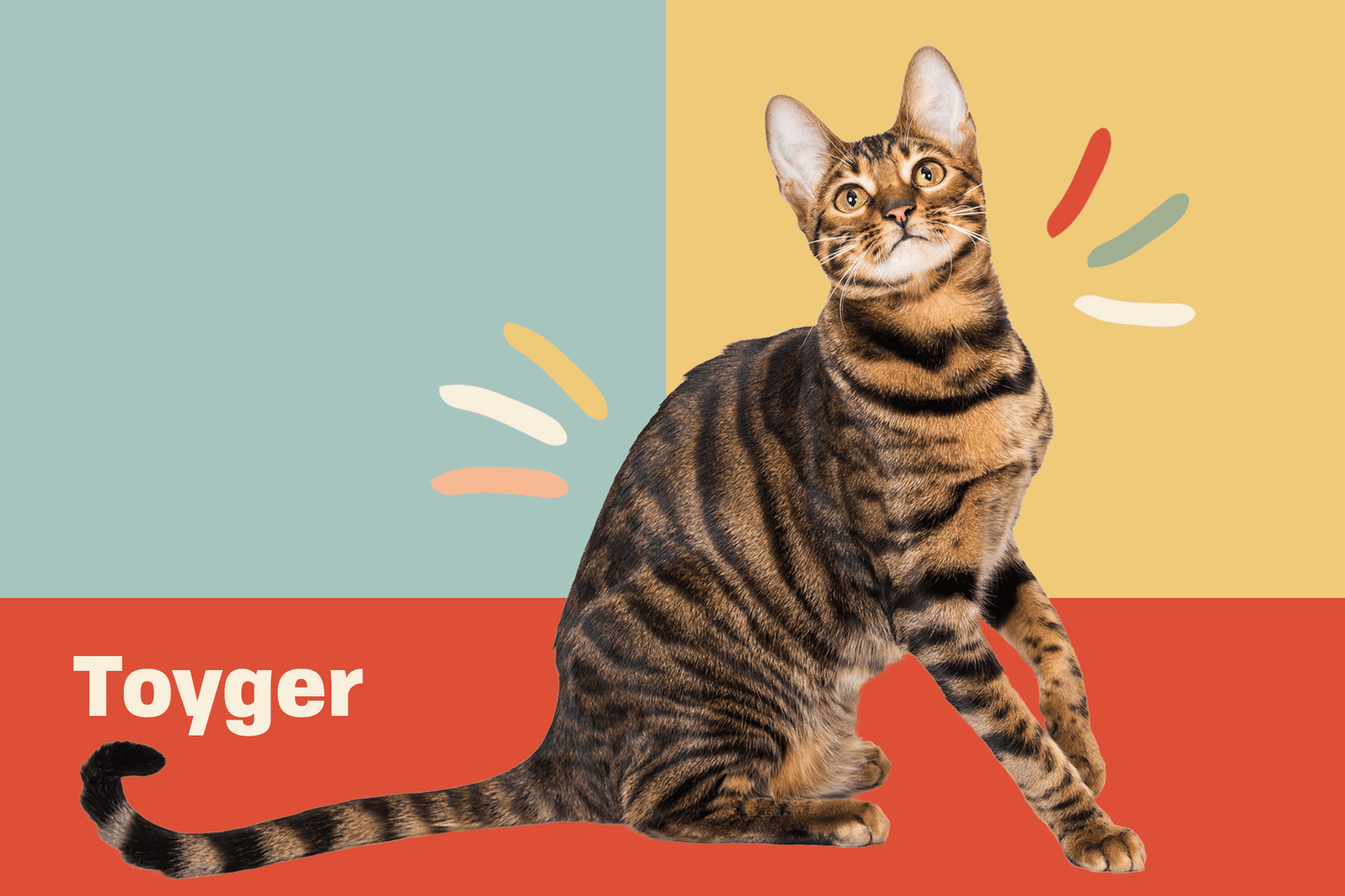 Toyger Cat Breed Information Characteristics Daily Paws