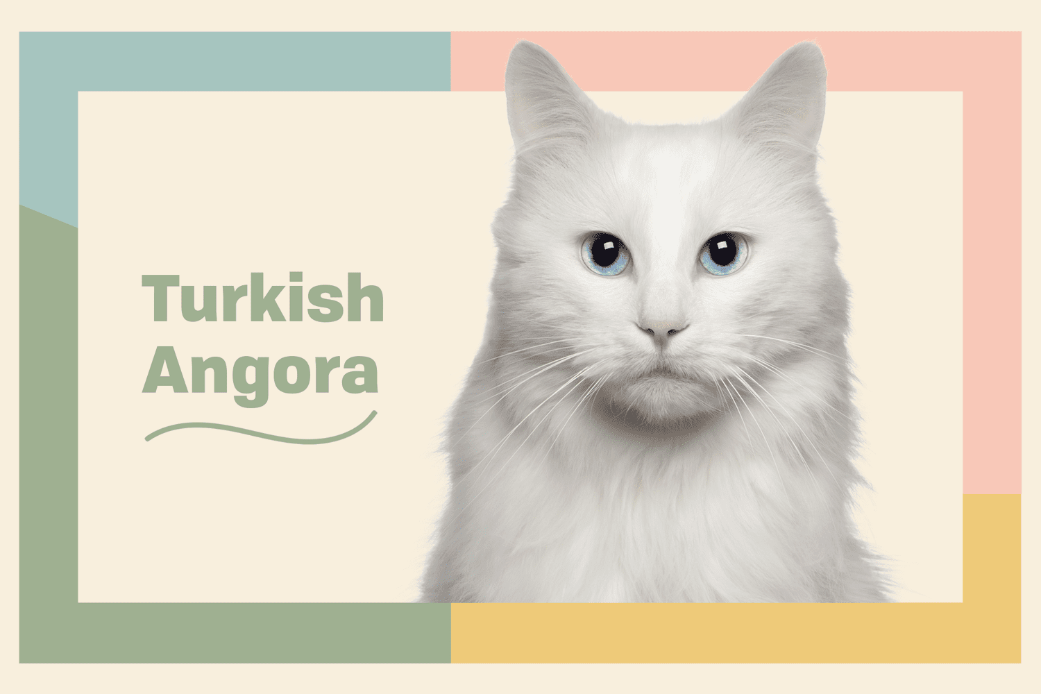 Turkish Angora Breed Information & Characteristics Paws