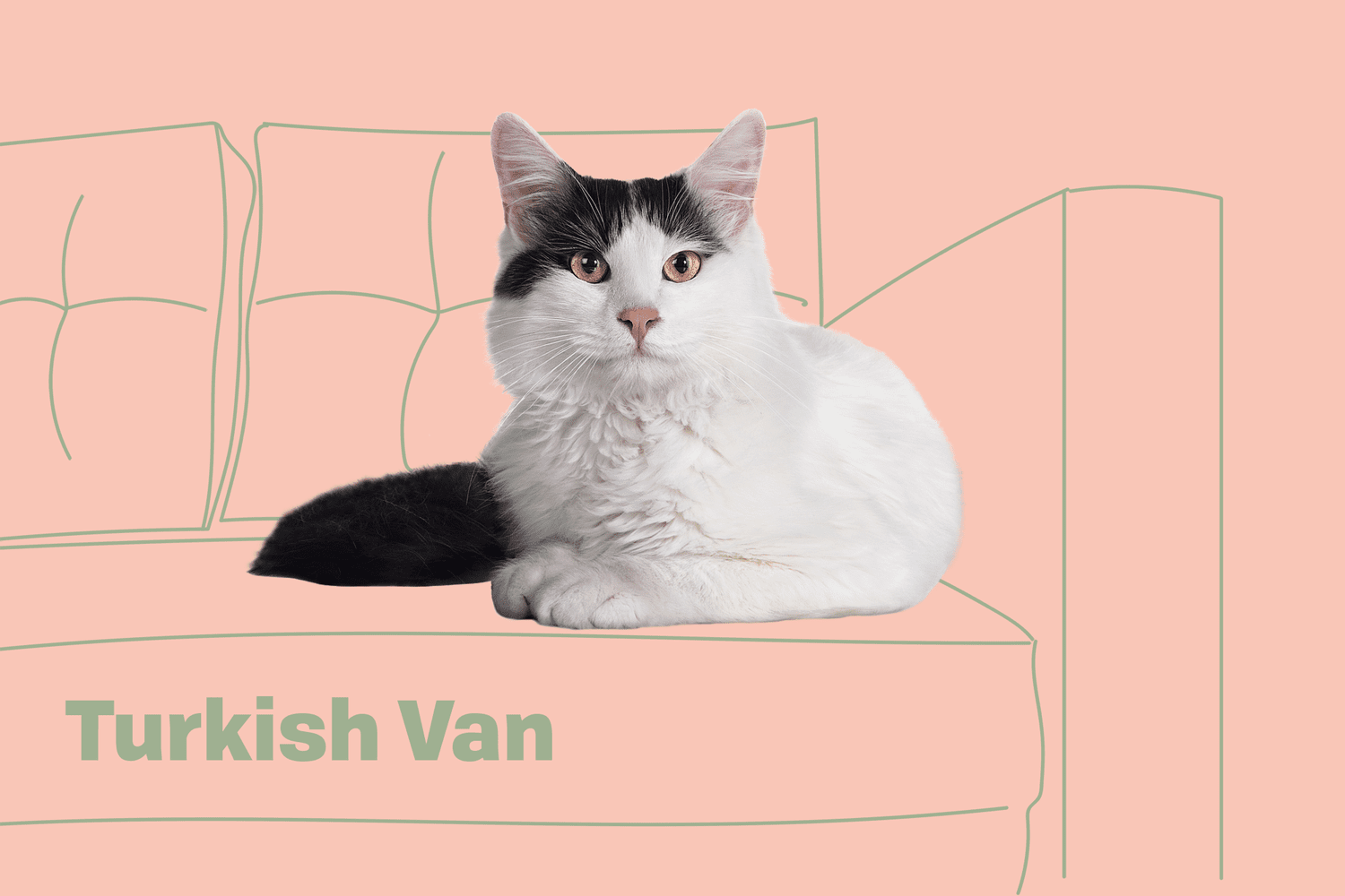 turkish vans cats
