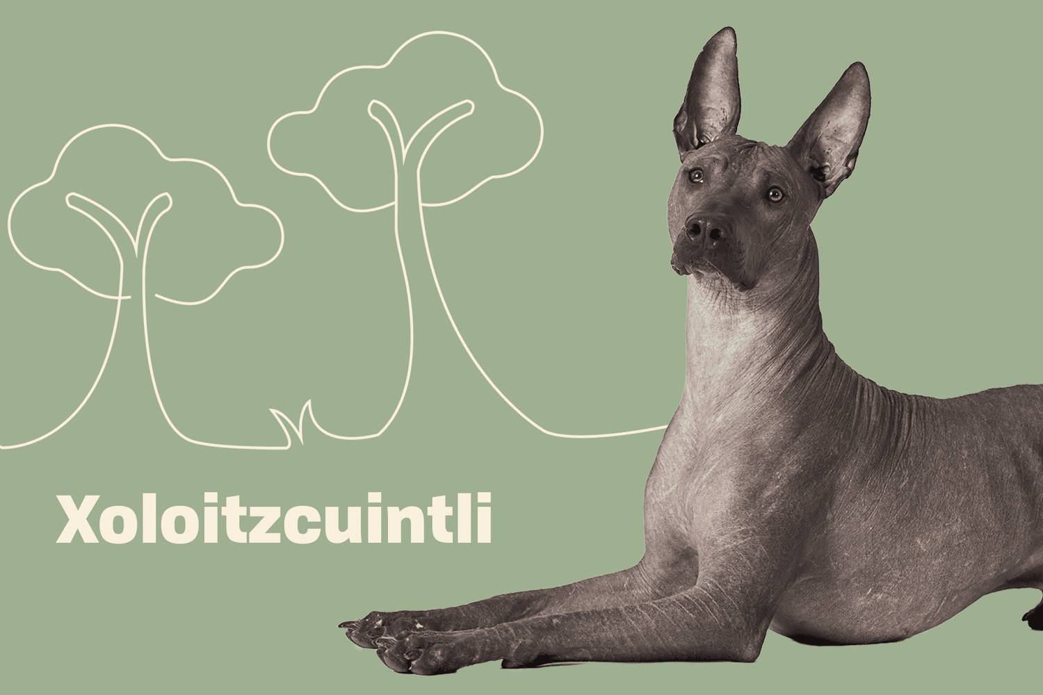 Xoloitzcuintli Mexican Hairless Dog Breed Information Characteristics Daily Paws