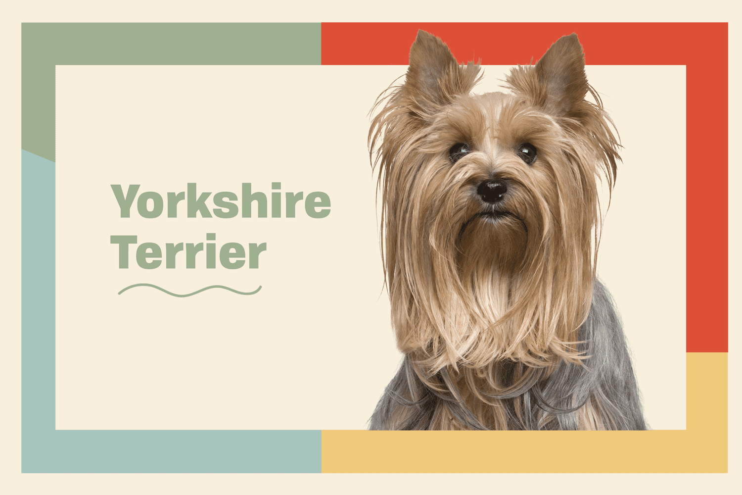 Yorkshire Terrier Yorkie Dog Breed Information Characteristics Daily Paws